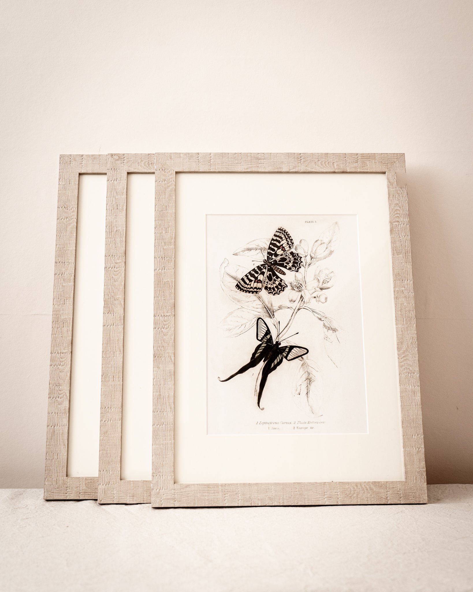 Framed Set of Four Vintage Butterfly Art Prints 01 (Sand Frame Collection)