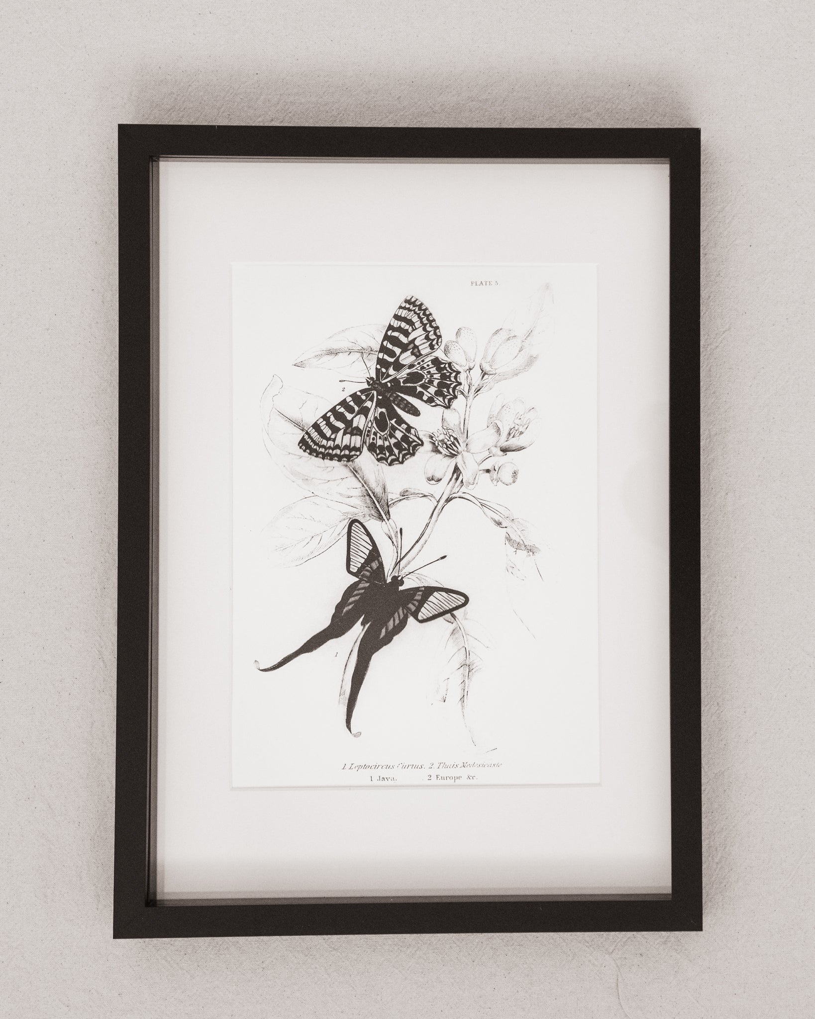 Monochrome: Vintage Butterfly Art Print 026