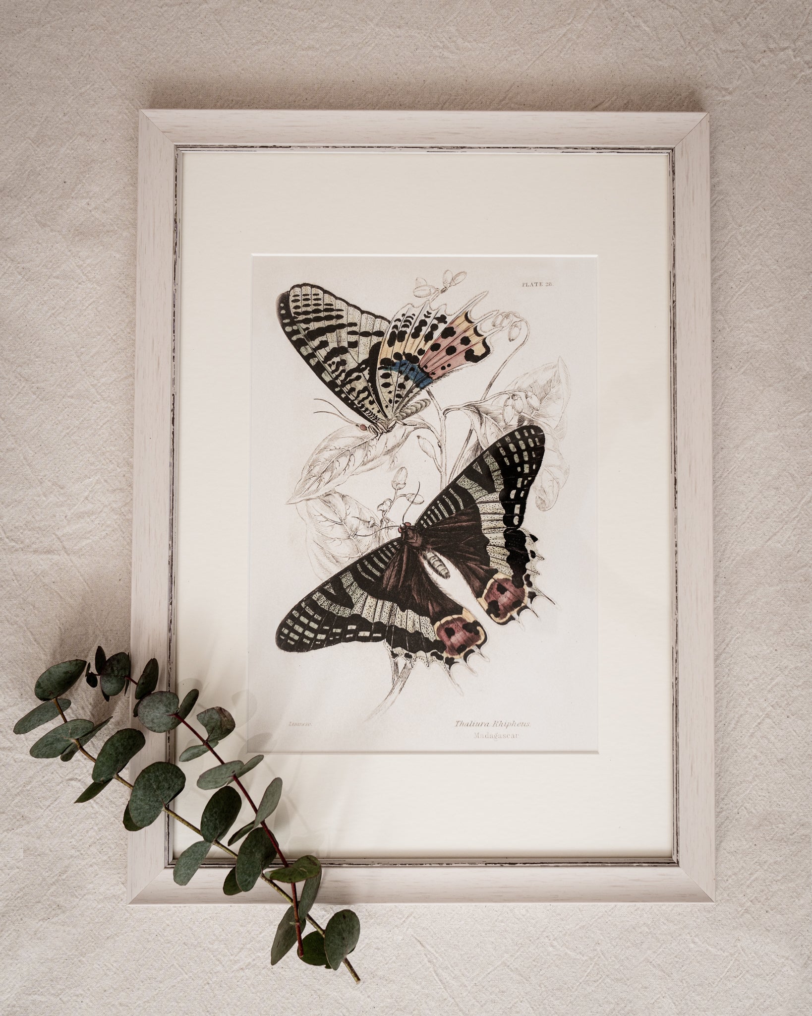 Vintage Butterfly Art Print 08