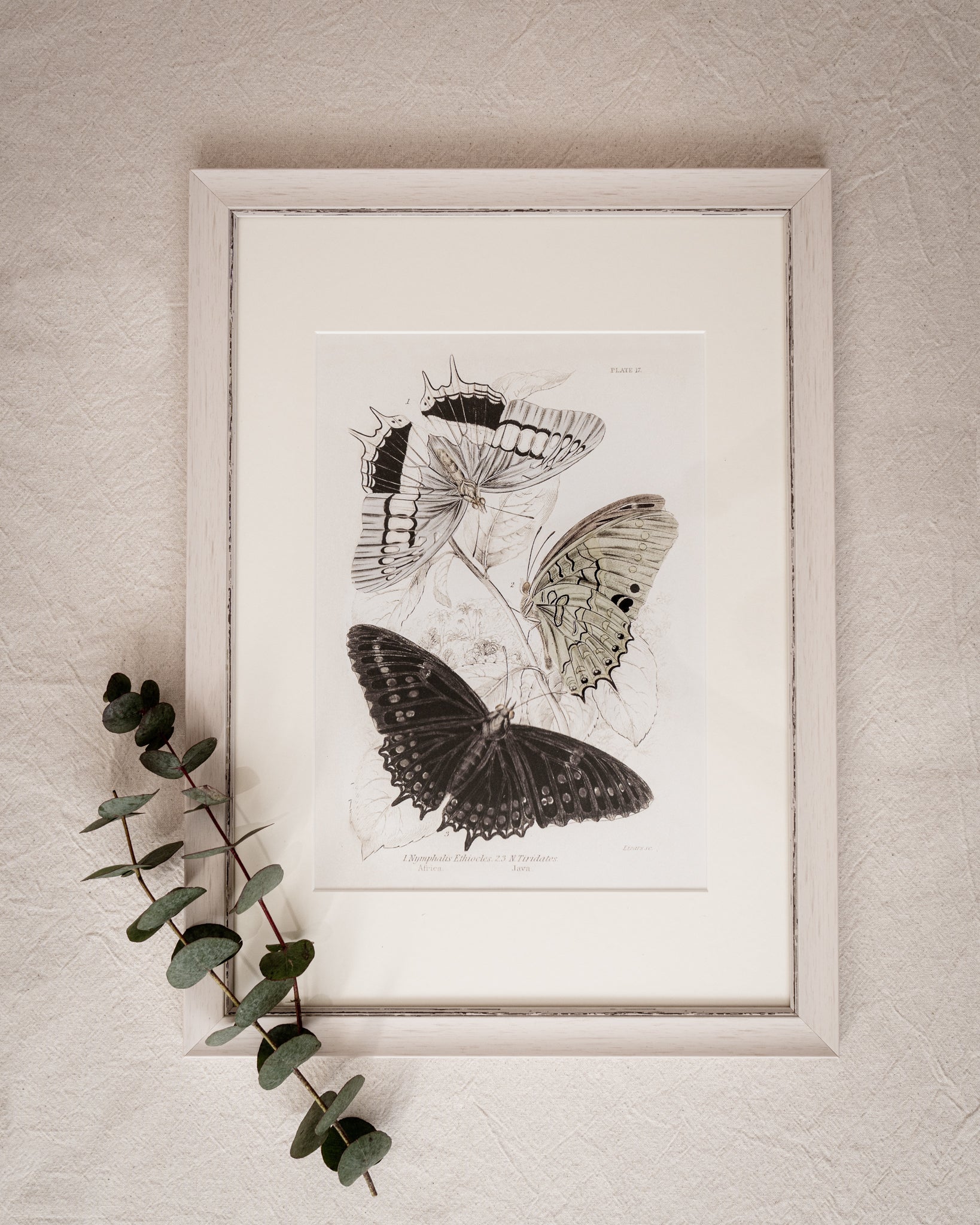 Vintage Butterfly Art Print 06