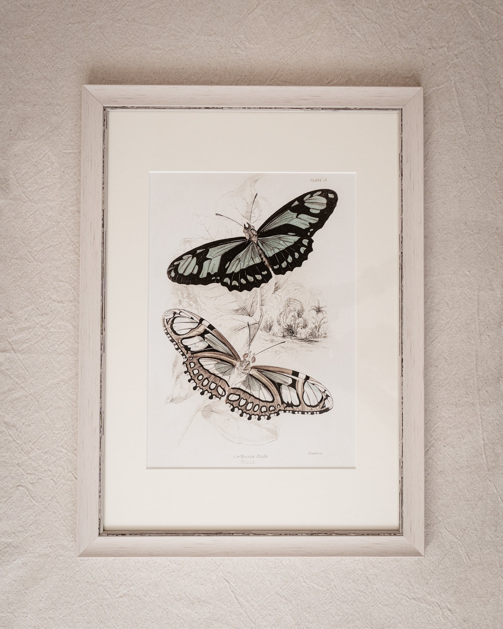 Vintage Butterfly Art Print 05