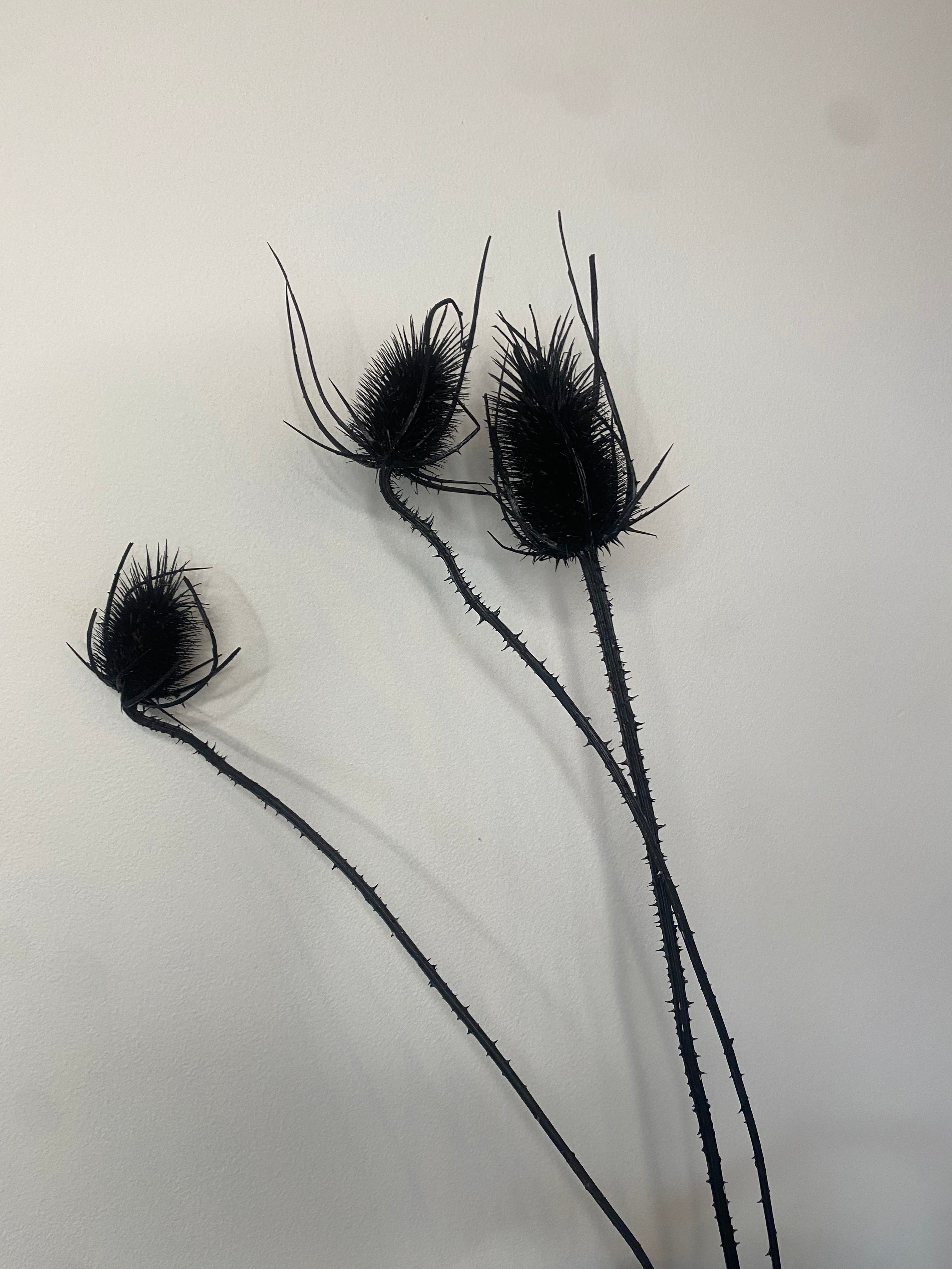 Dried Teasels - Black