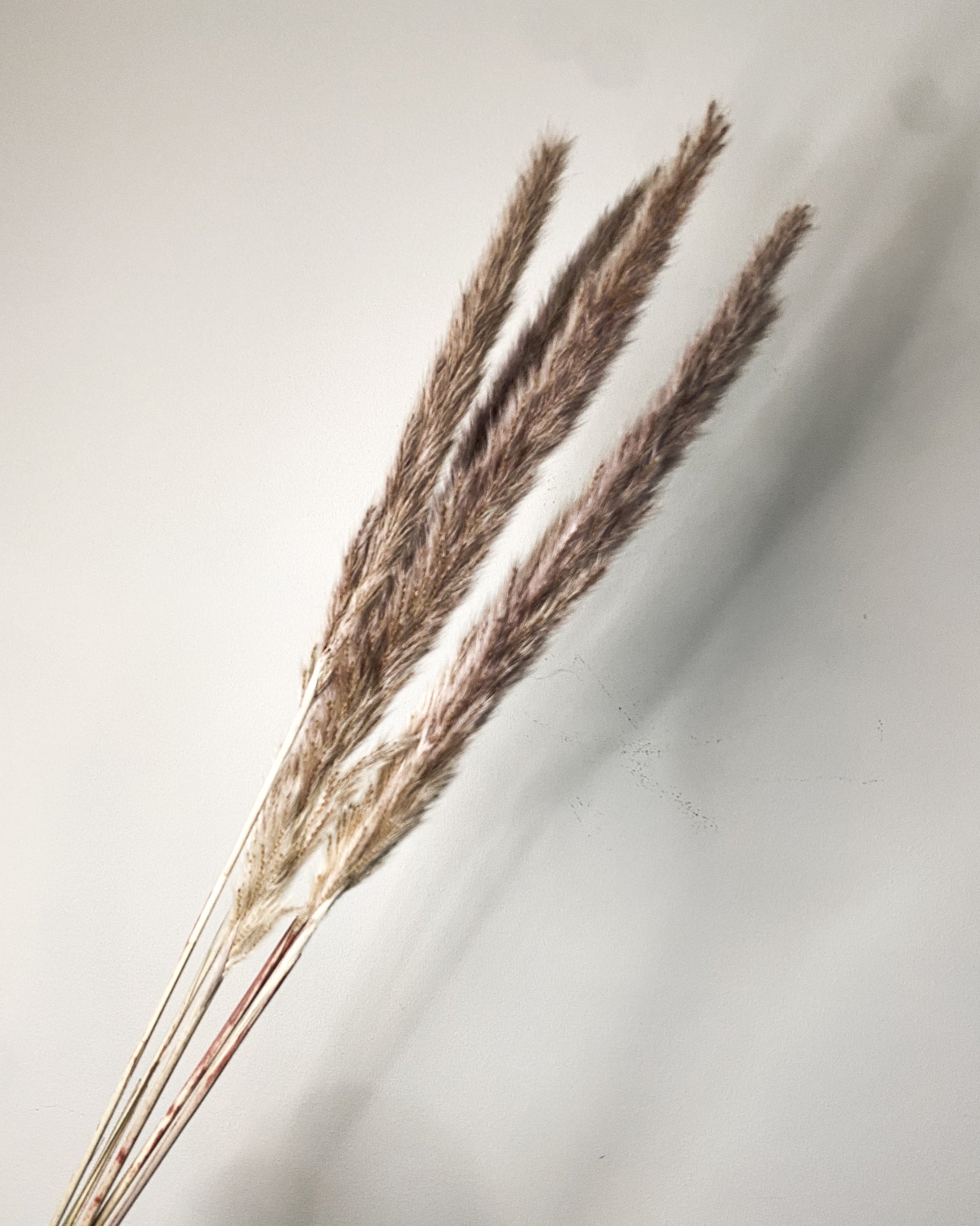 Dried Pampas Grass - Natural Dusky Pink