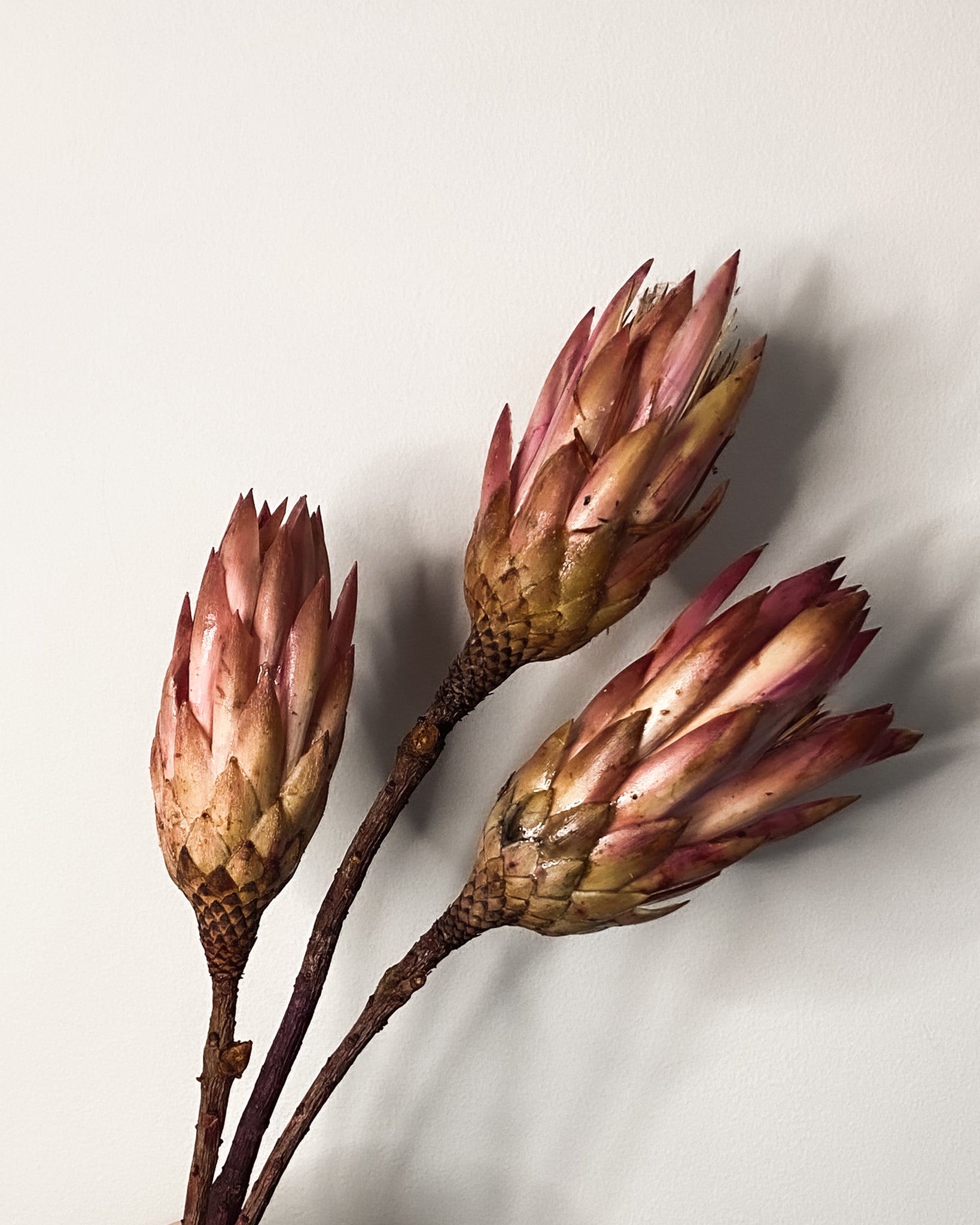 Dried Protea - Blush Pink