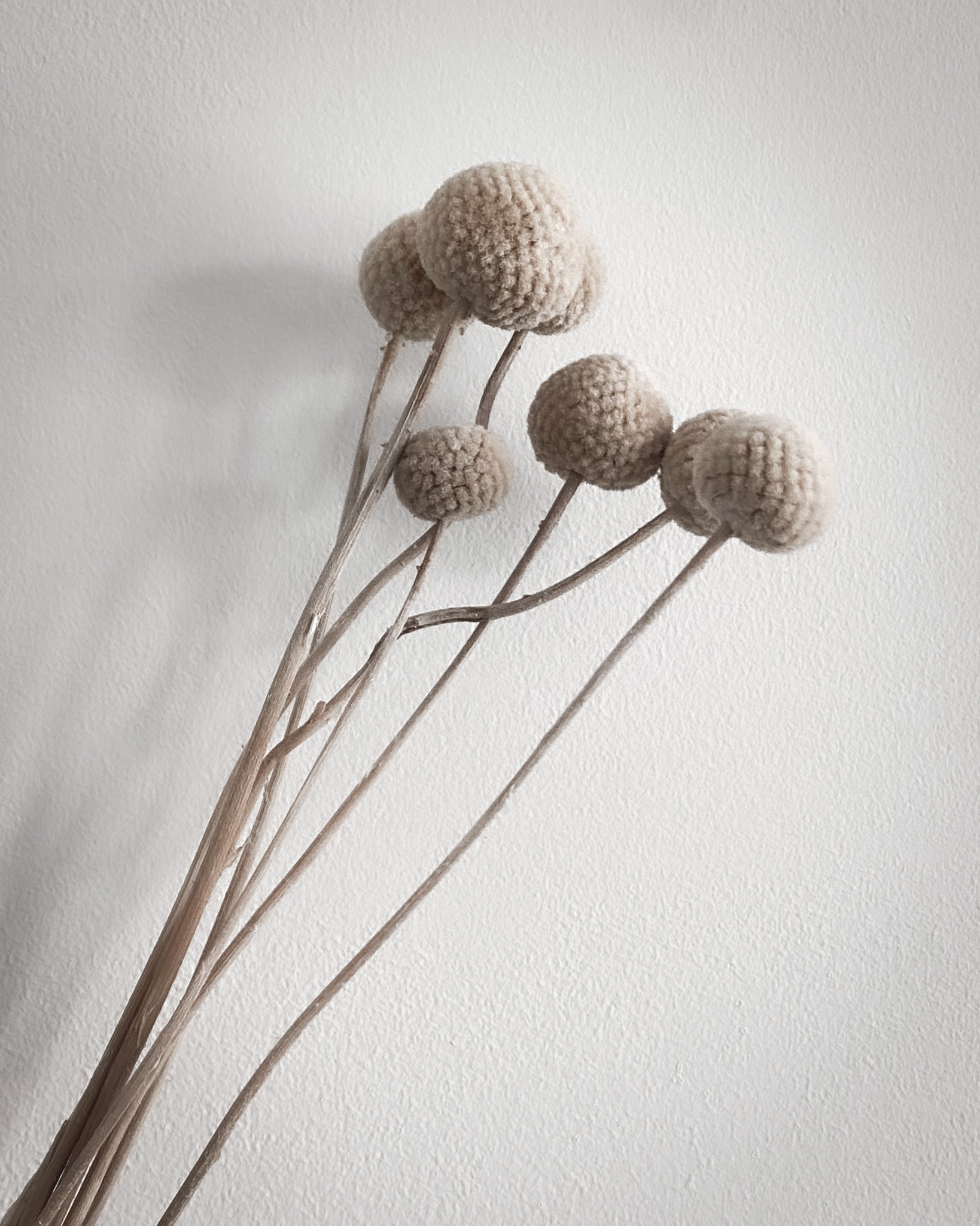 Dried Craspedia - Cream Billy Buttons