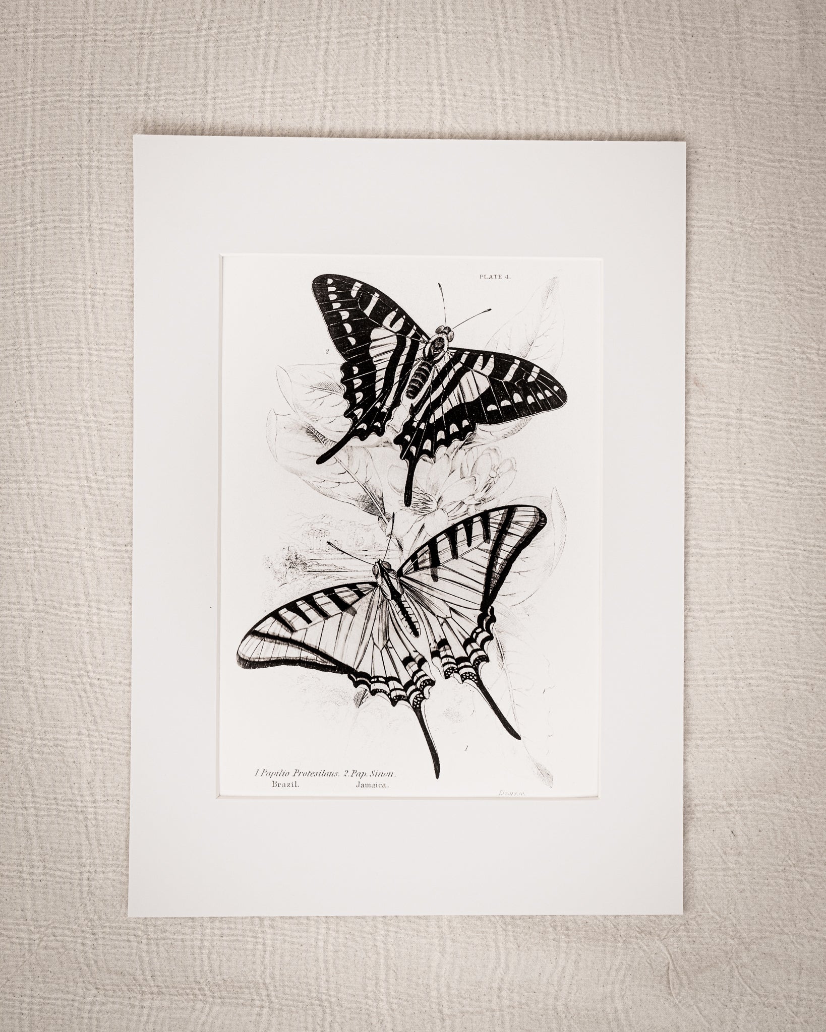 Monochrome: Vintage Butterfly Art Print 028