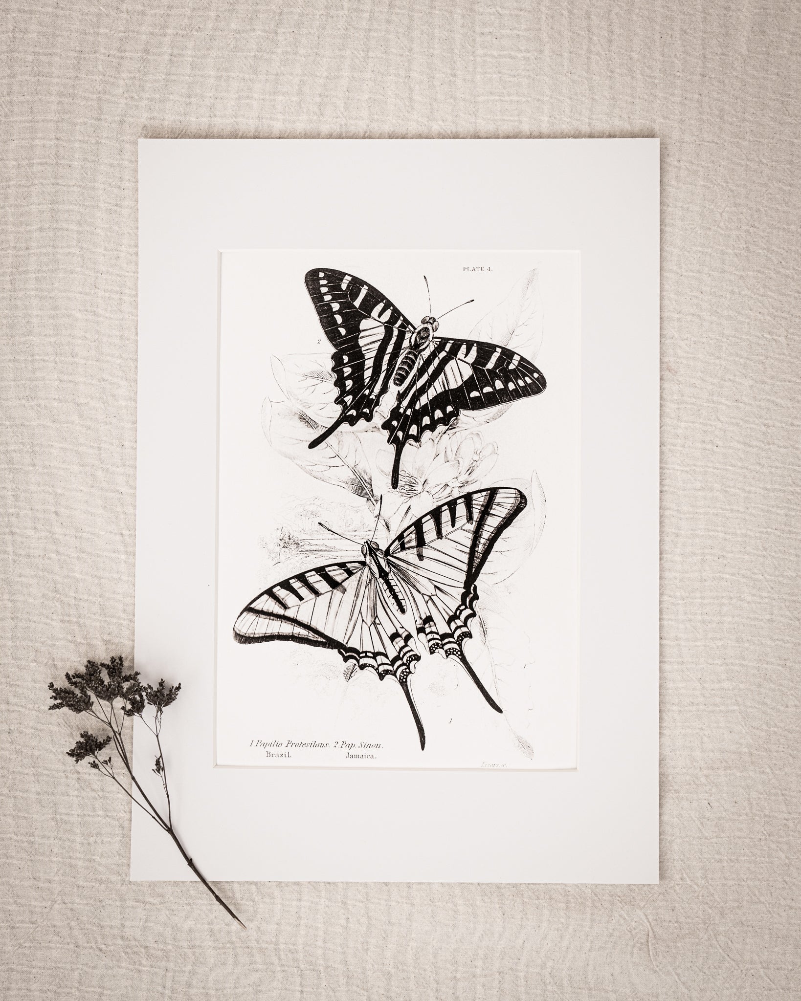 Monochrome: Vintage Butterfly Art Print 028