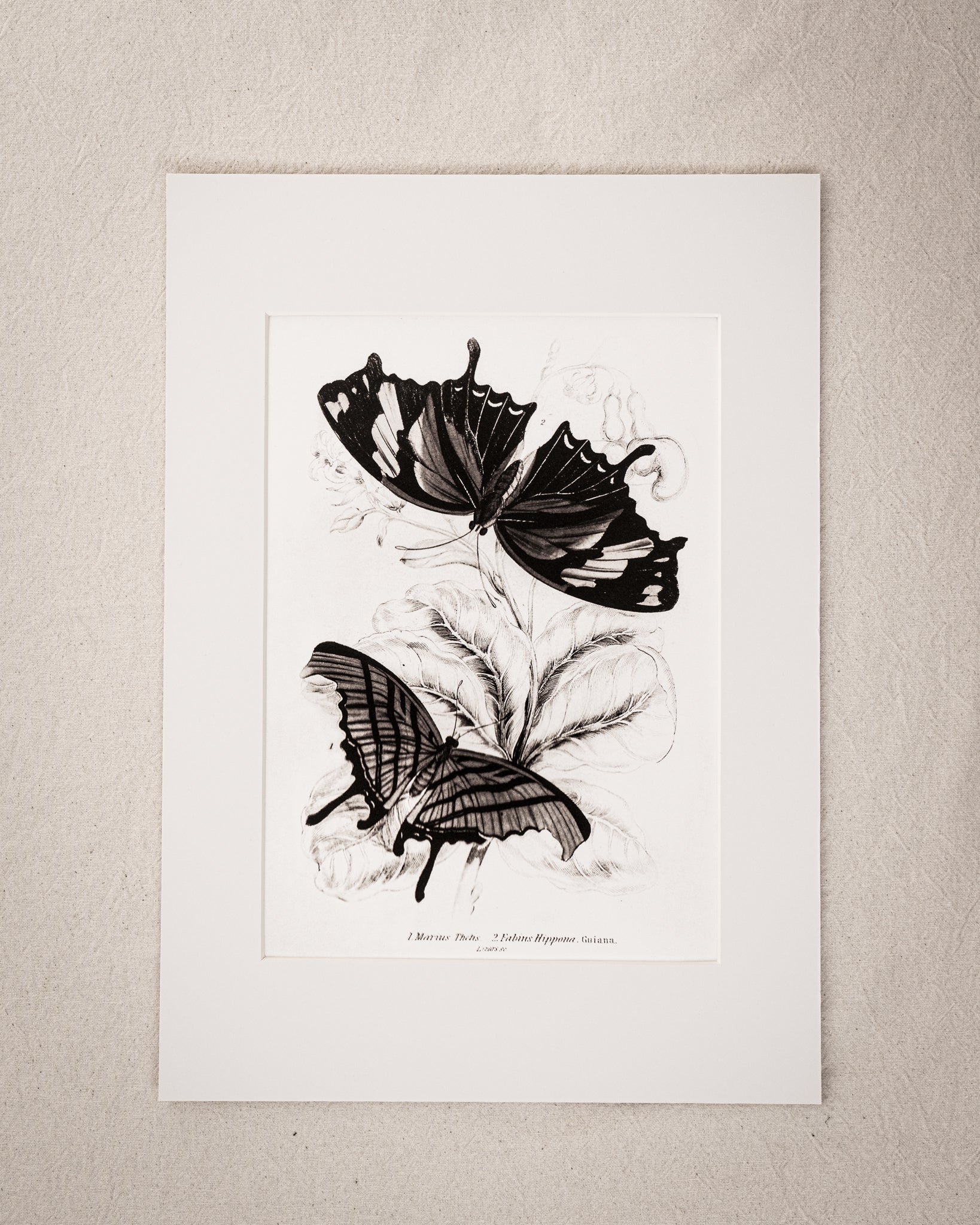 Monochrome: Vintage Butterfly Art Print 023