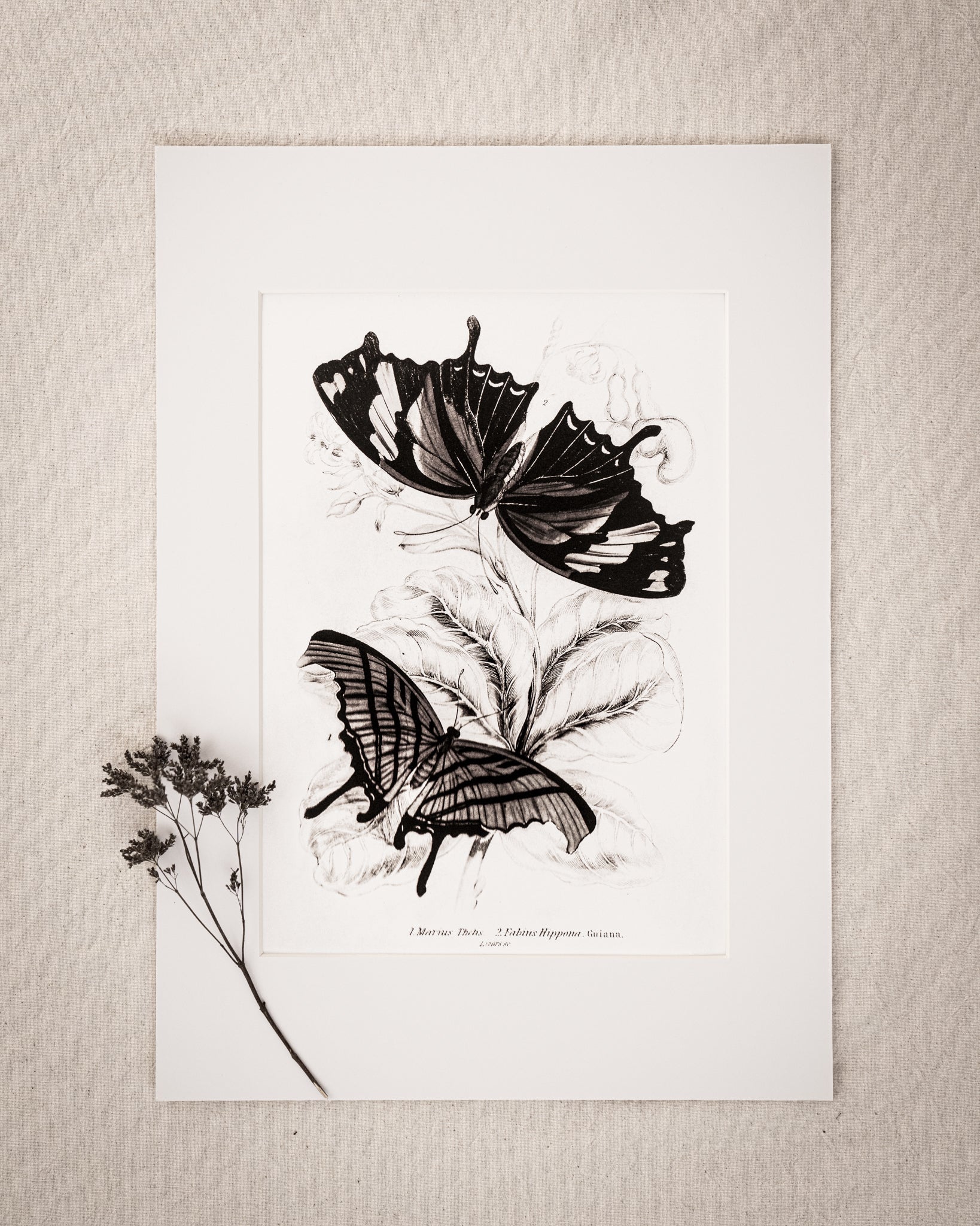 Monochrome: Vintage Butterfly Art Print 023