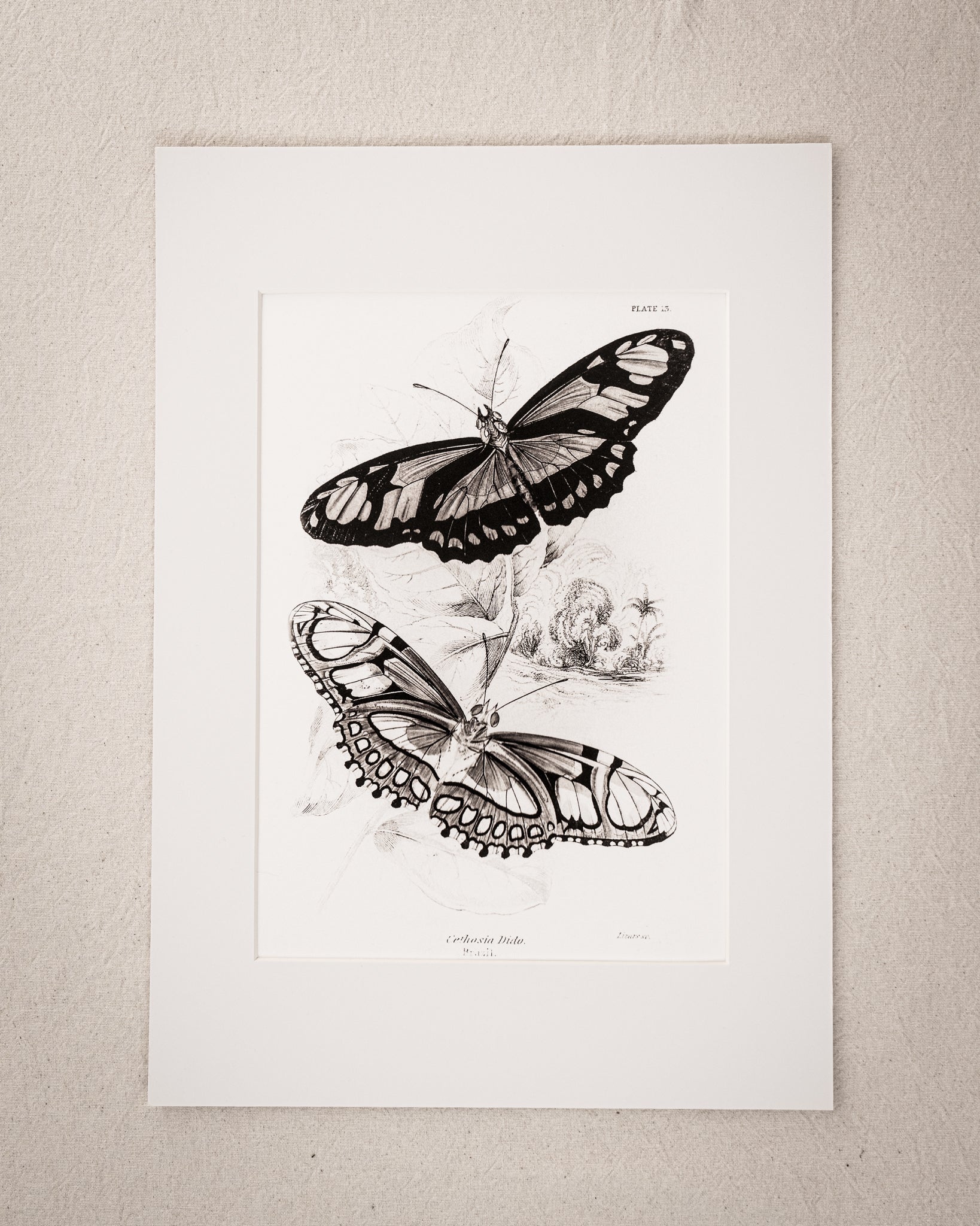 Monochrome: Vintage Butterfly Art Print 022