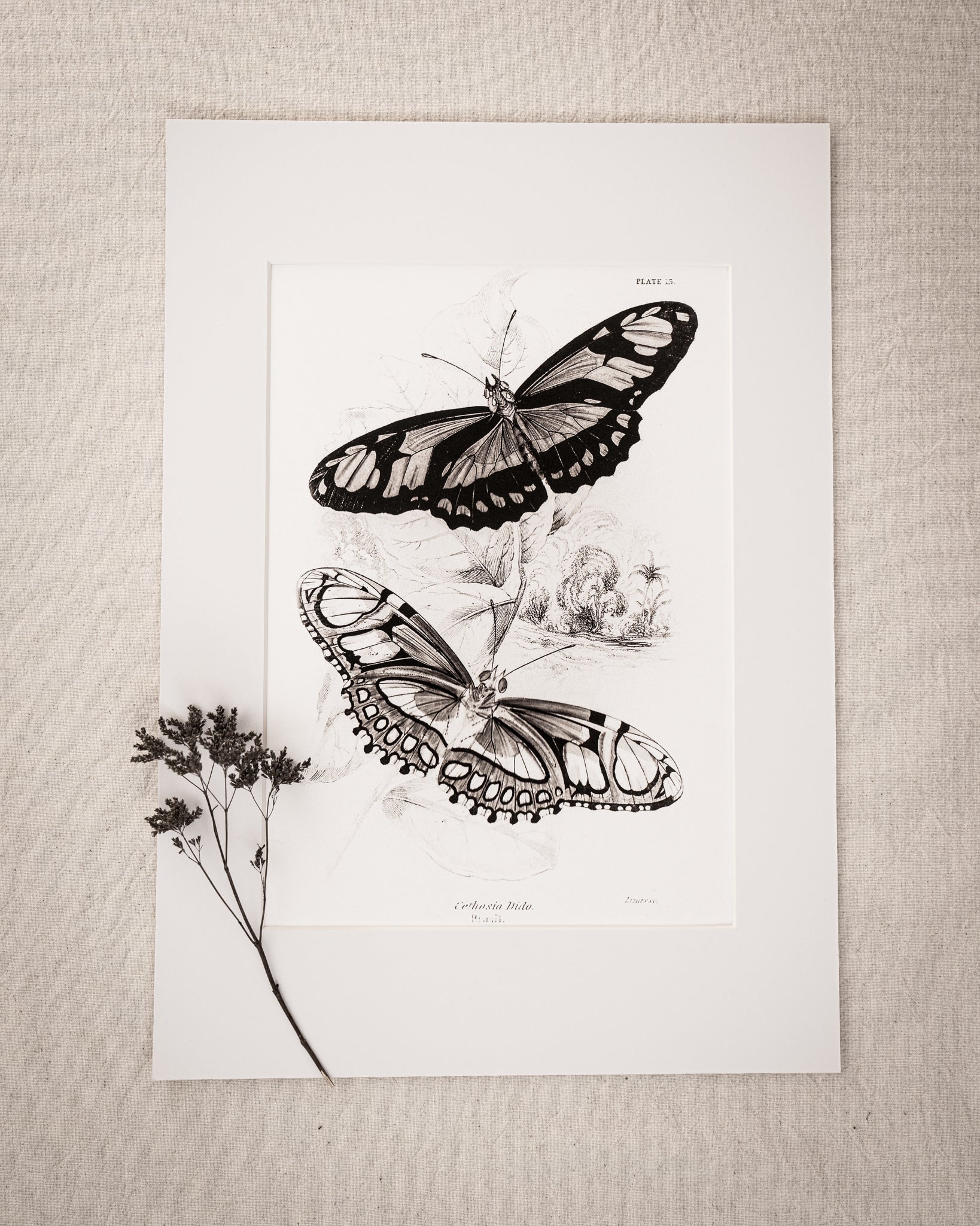 Monochrome: Vintage Butterfly Art Print 022