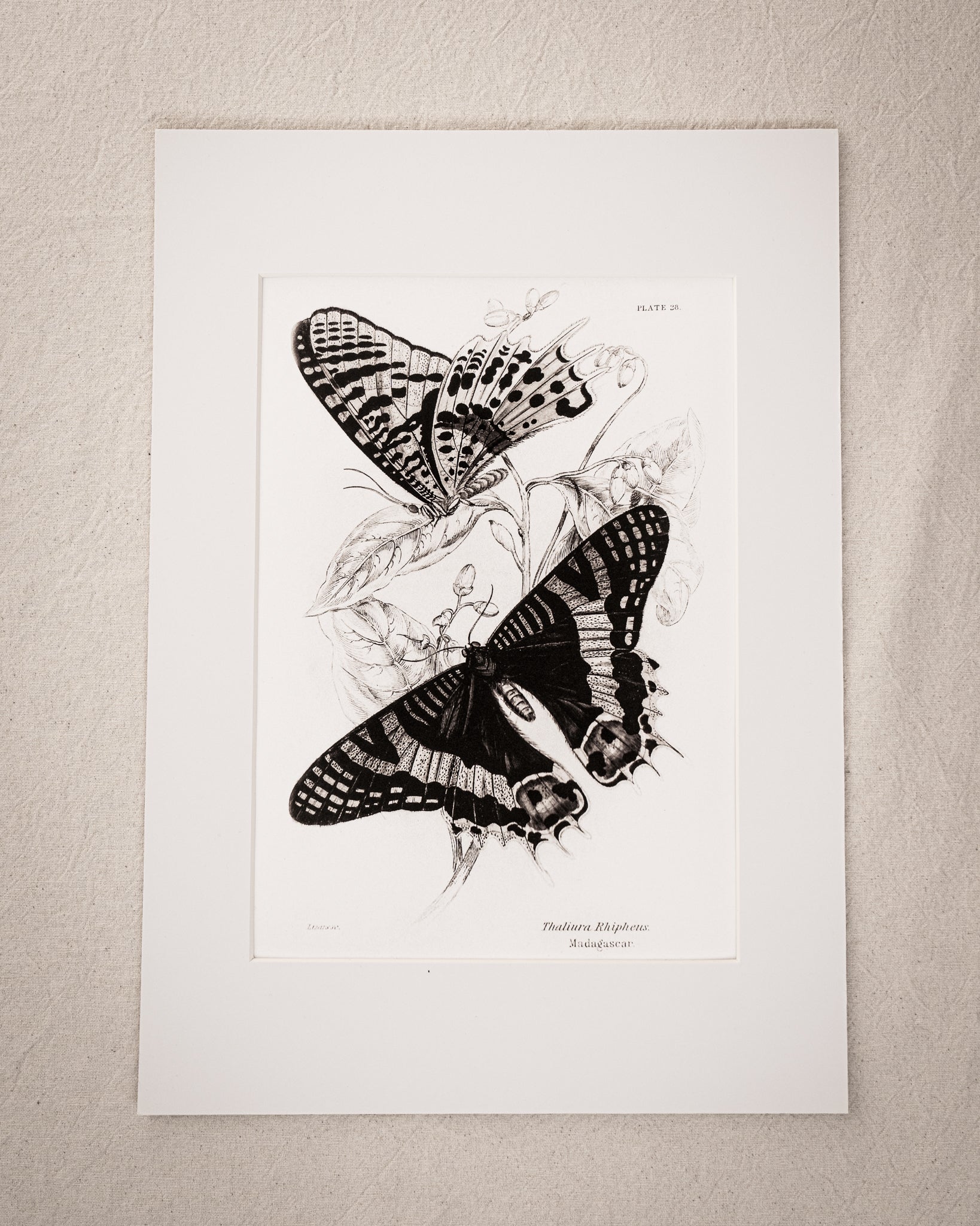 Monochrome: Vintage Butterfly Art Print 021
