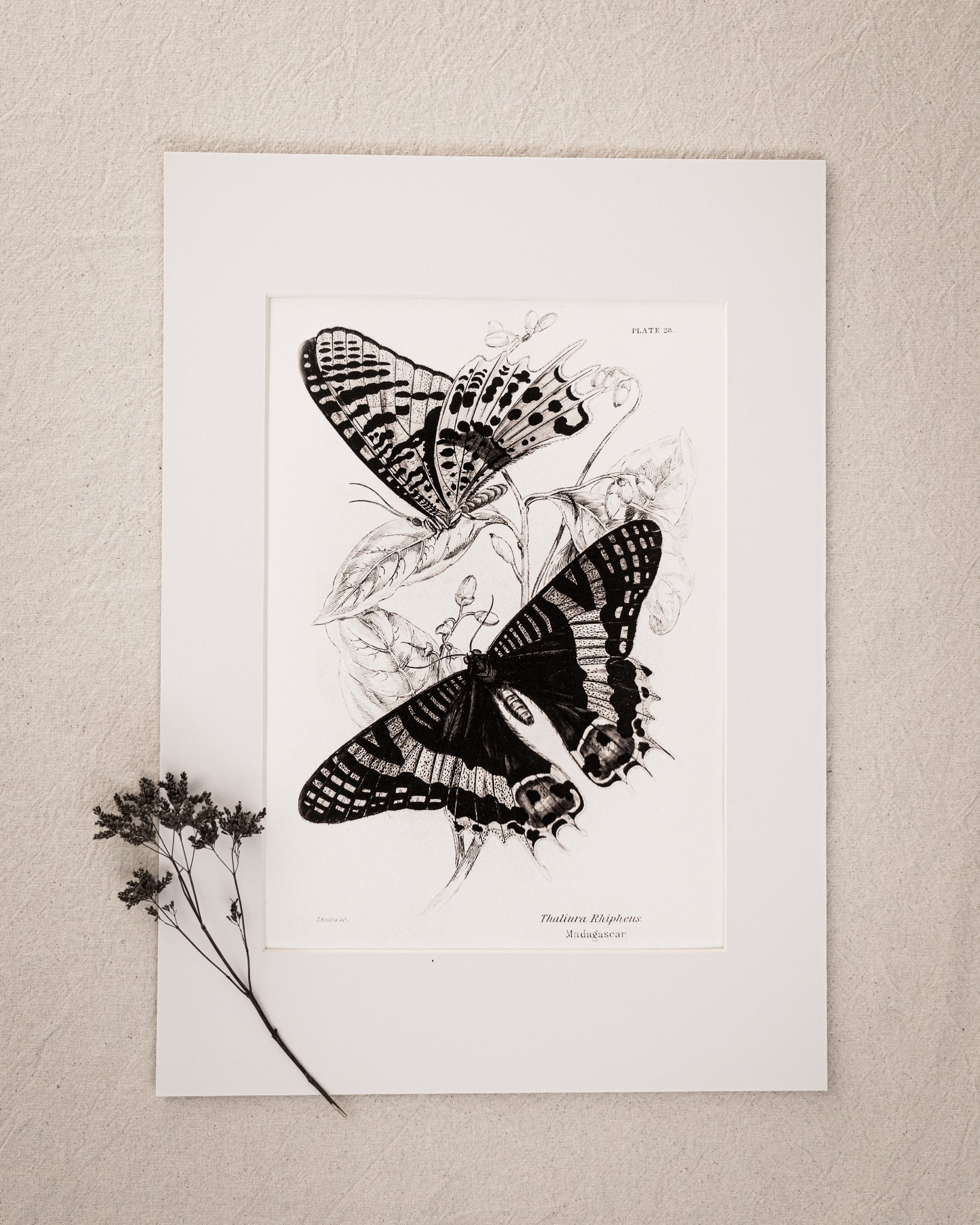 Monochrome: Vintage Butterfly Art Print 021