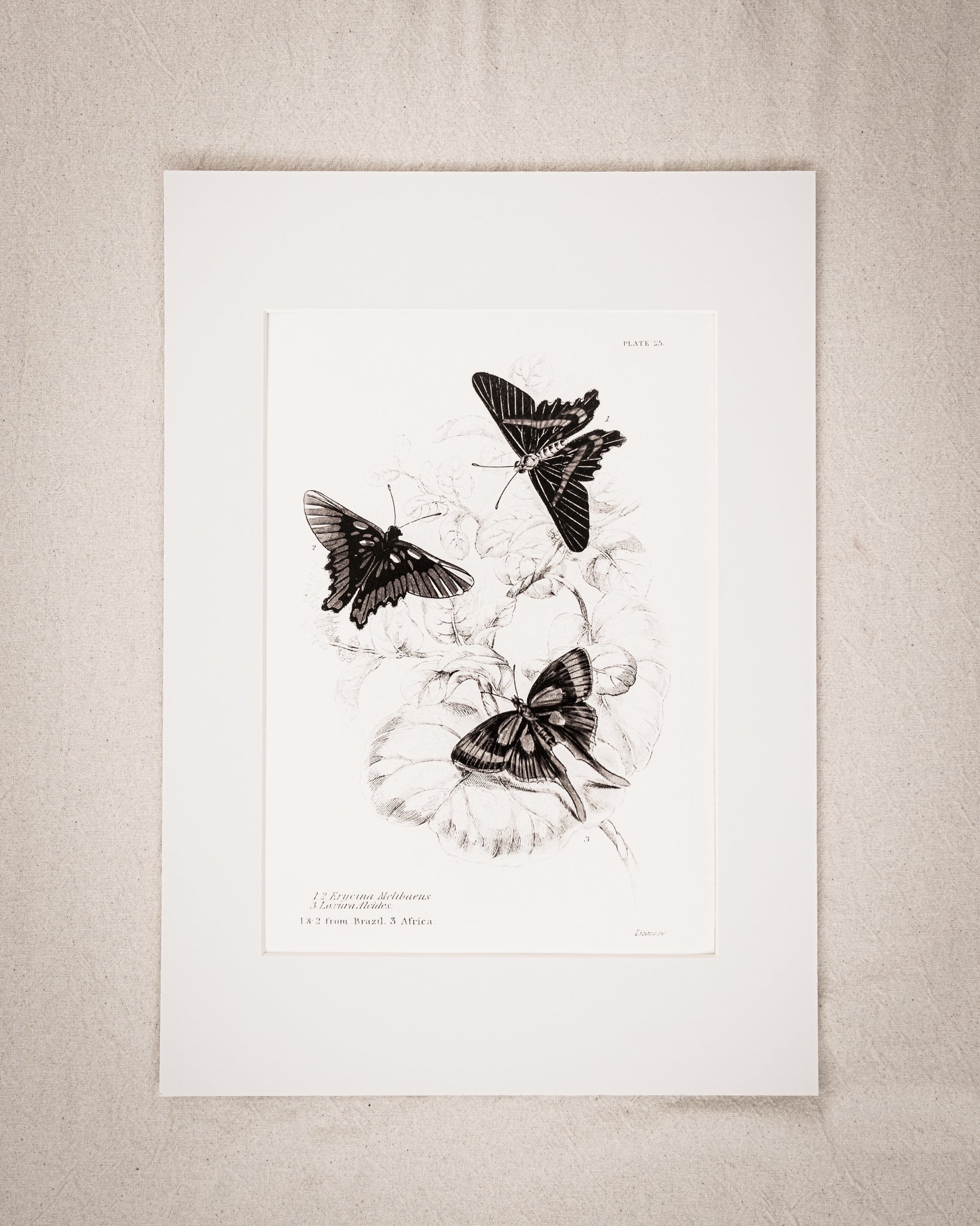 Monochrome: Vintage Butterfly Art Print 027