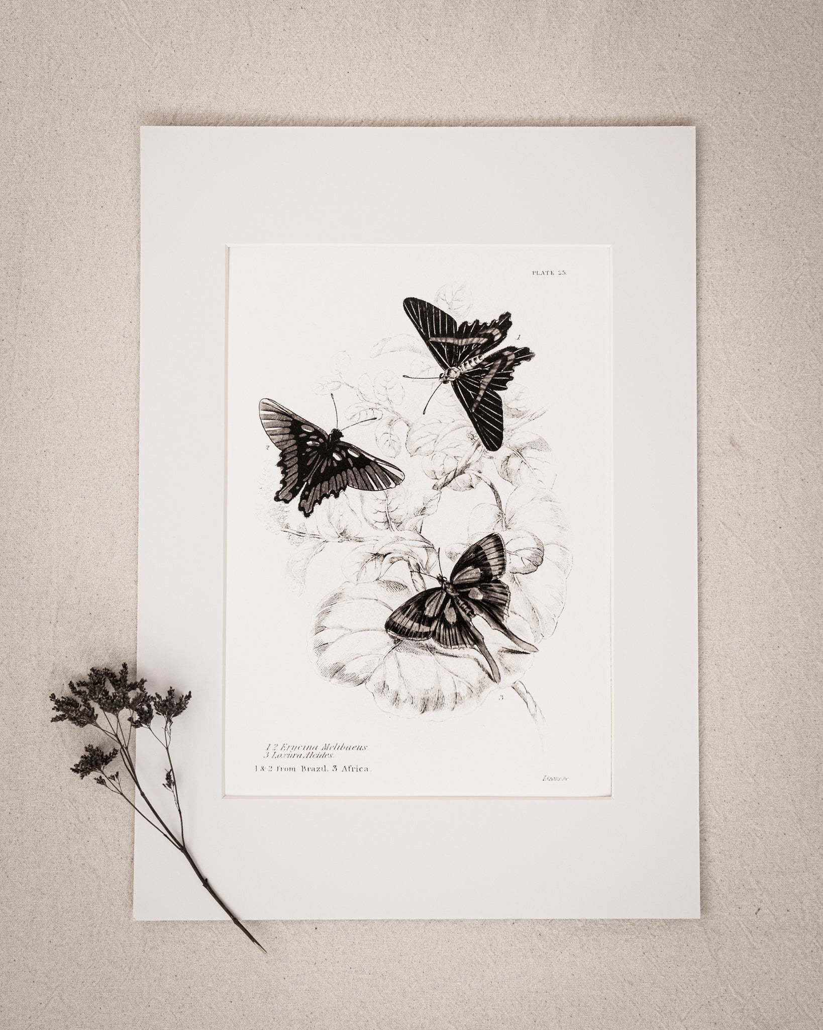 Monochrome: Vintage Butterfly Art Print 027