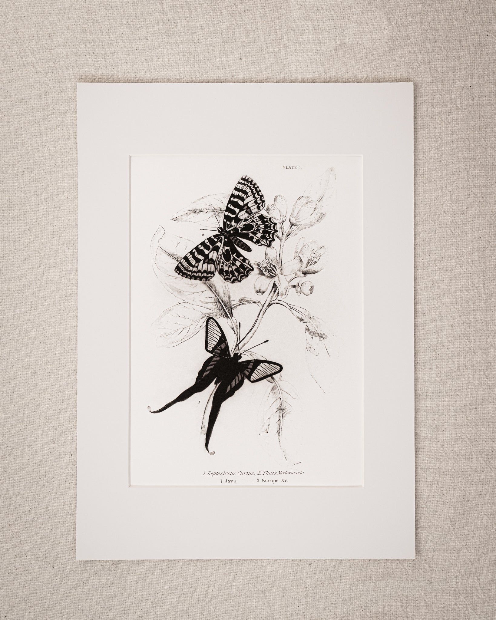 Monochrome: Vintage Butterfly Art Print 026