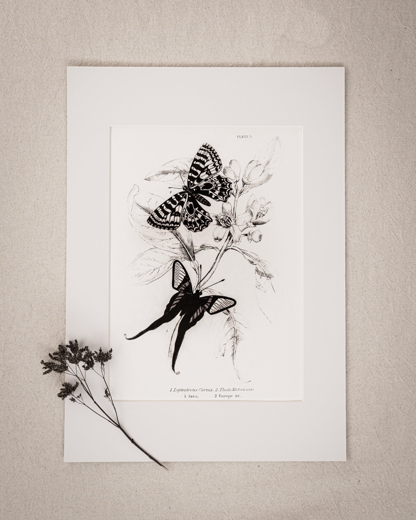 Monochrome: Vintage Butterfly Art Print 026