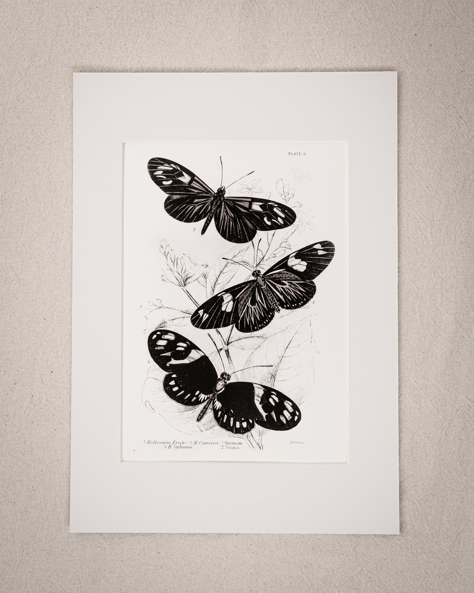 Monochrome: Vintage Butterfly Art Print 025