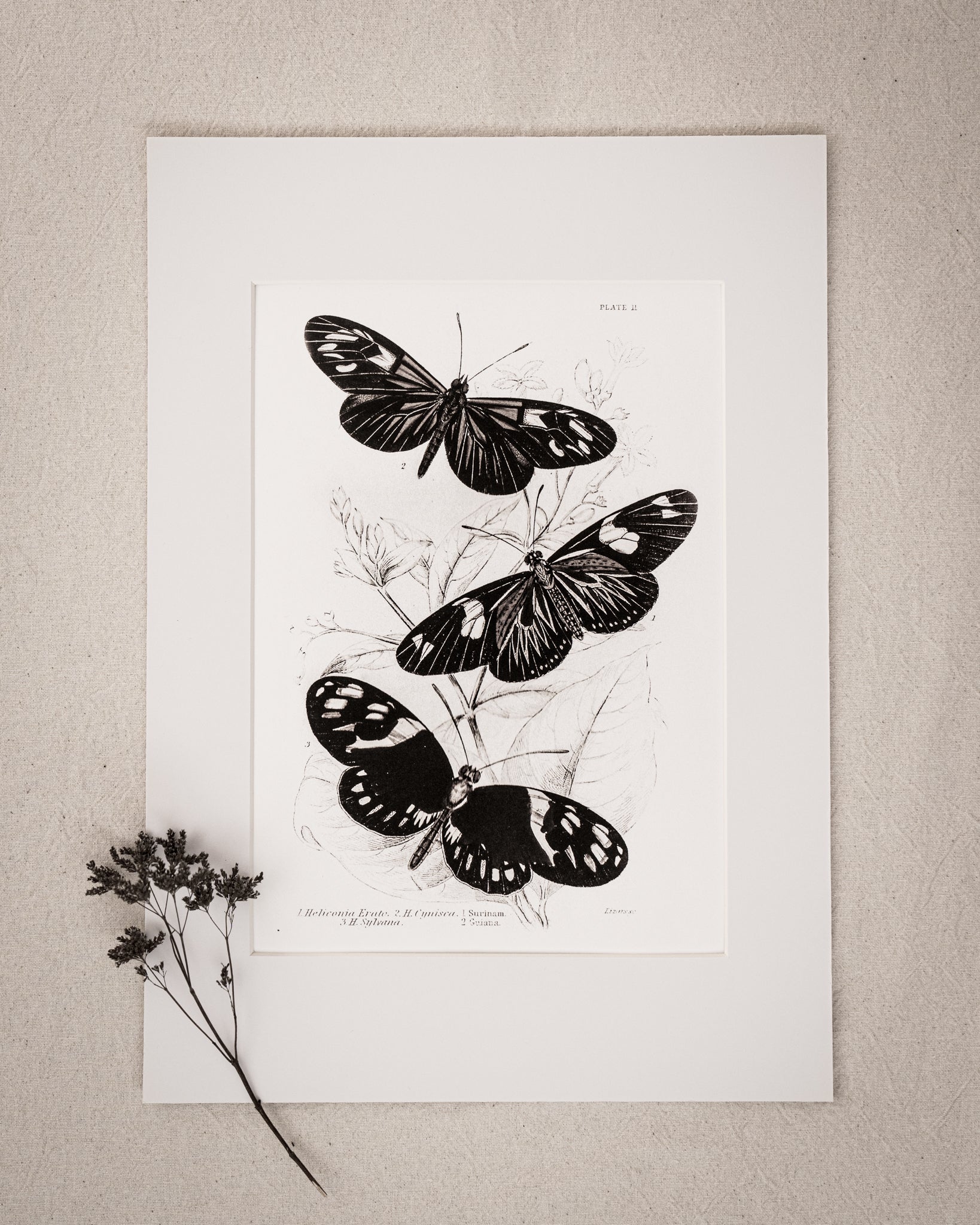 Monochrome: Vintage Butterfly Art Print 025
