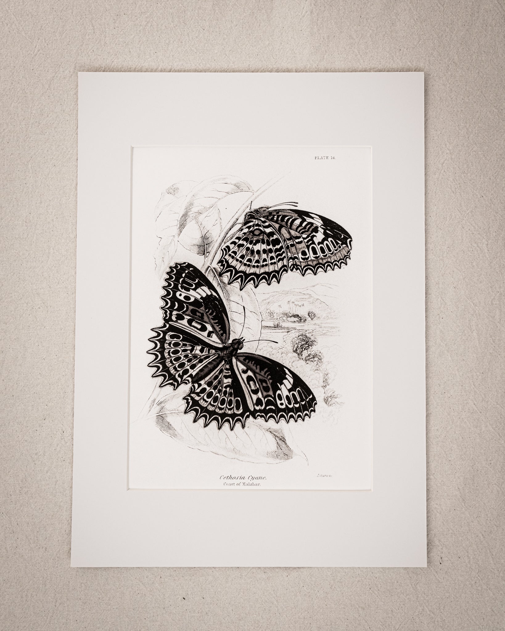 Monochrome: Vintage Butterfly Art Print 024