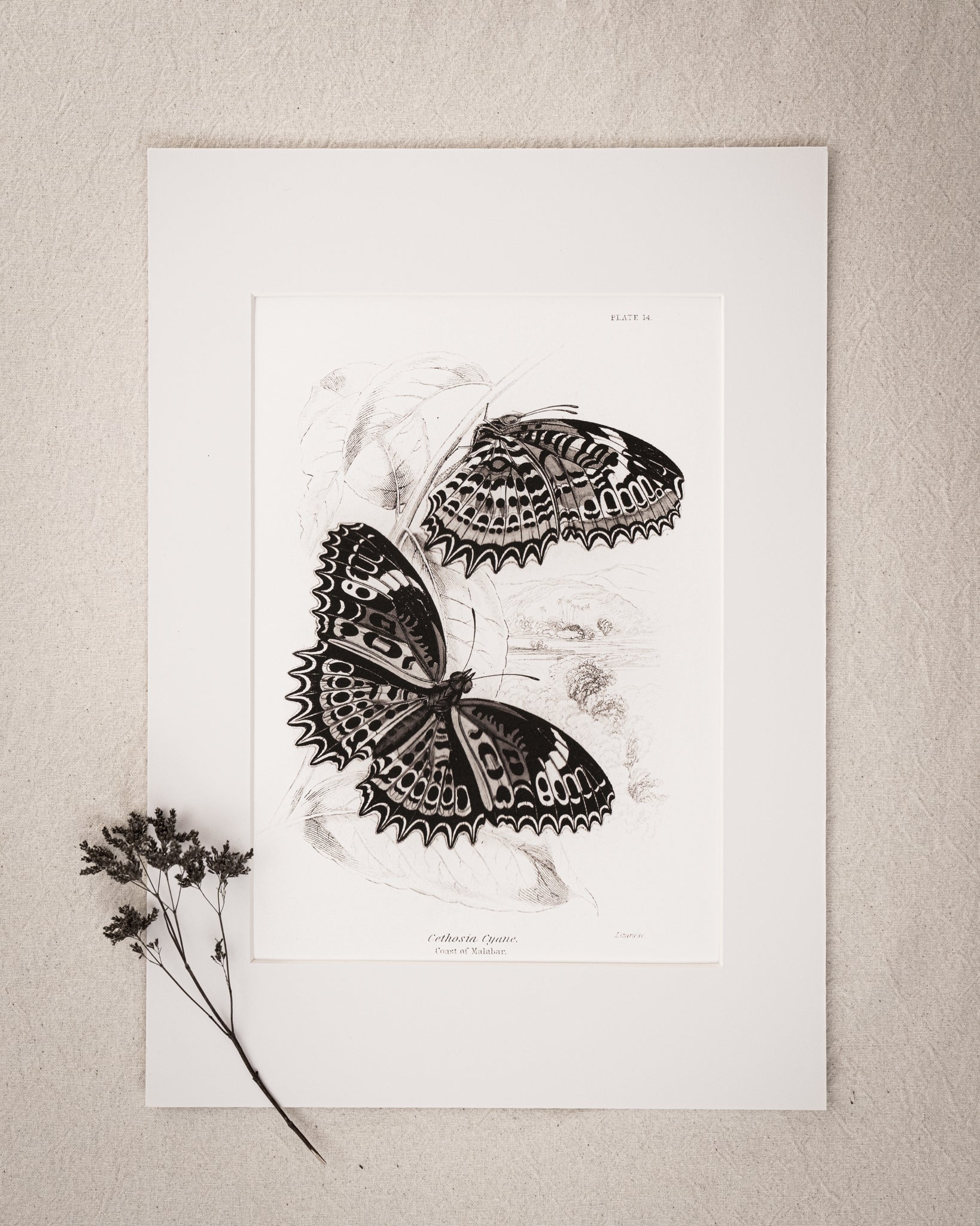 Monochrome: Vintage Butterfly Art Print 024