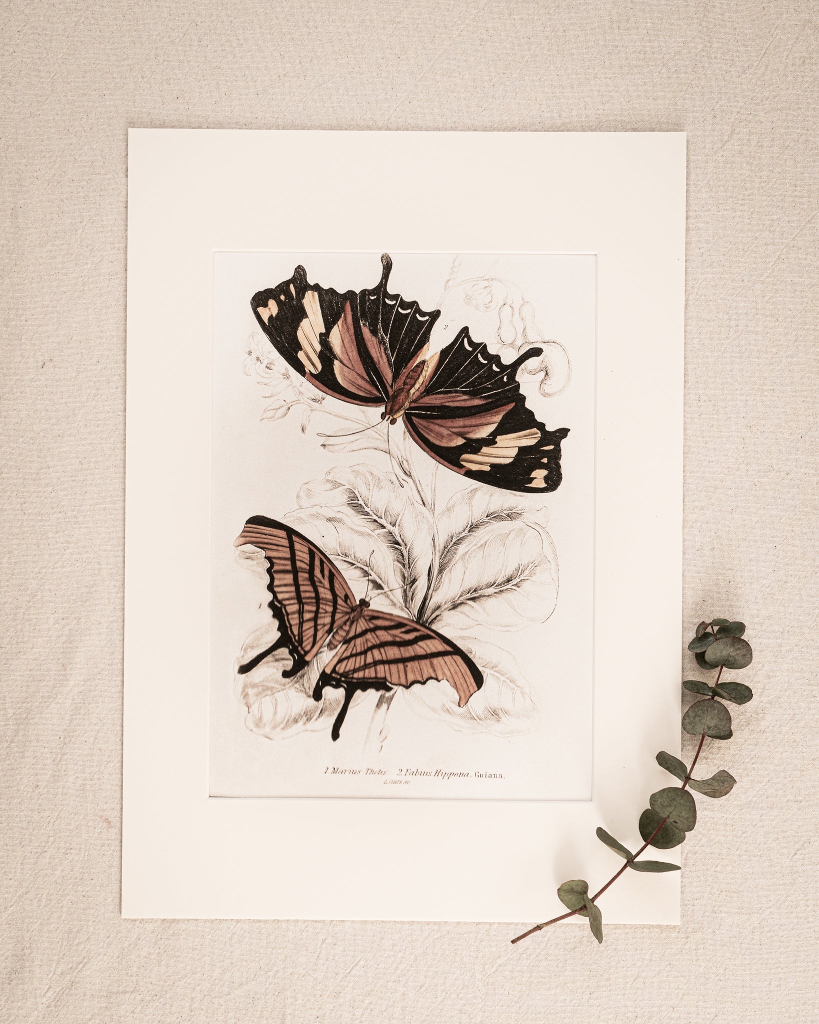 Vintage Butterfly Art Print 020