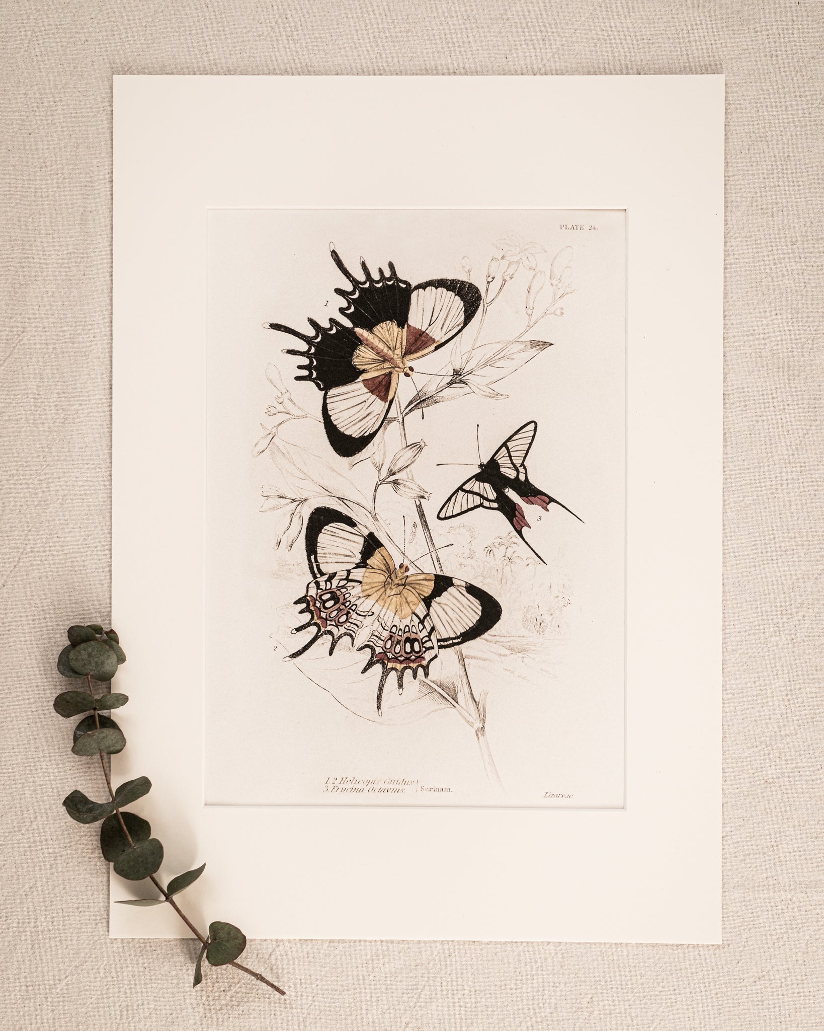 Vintage Butterfly Art Print 019