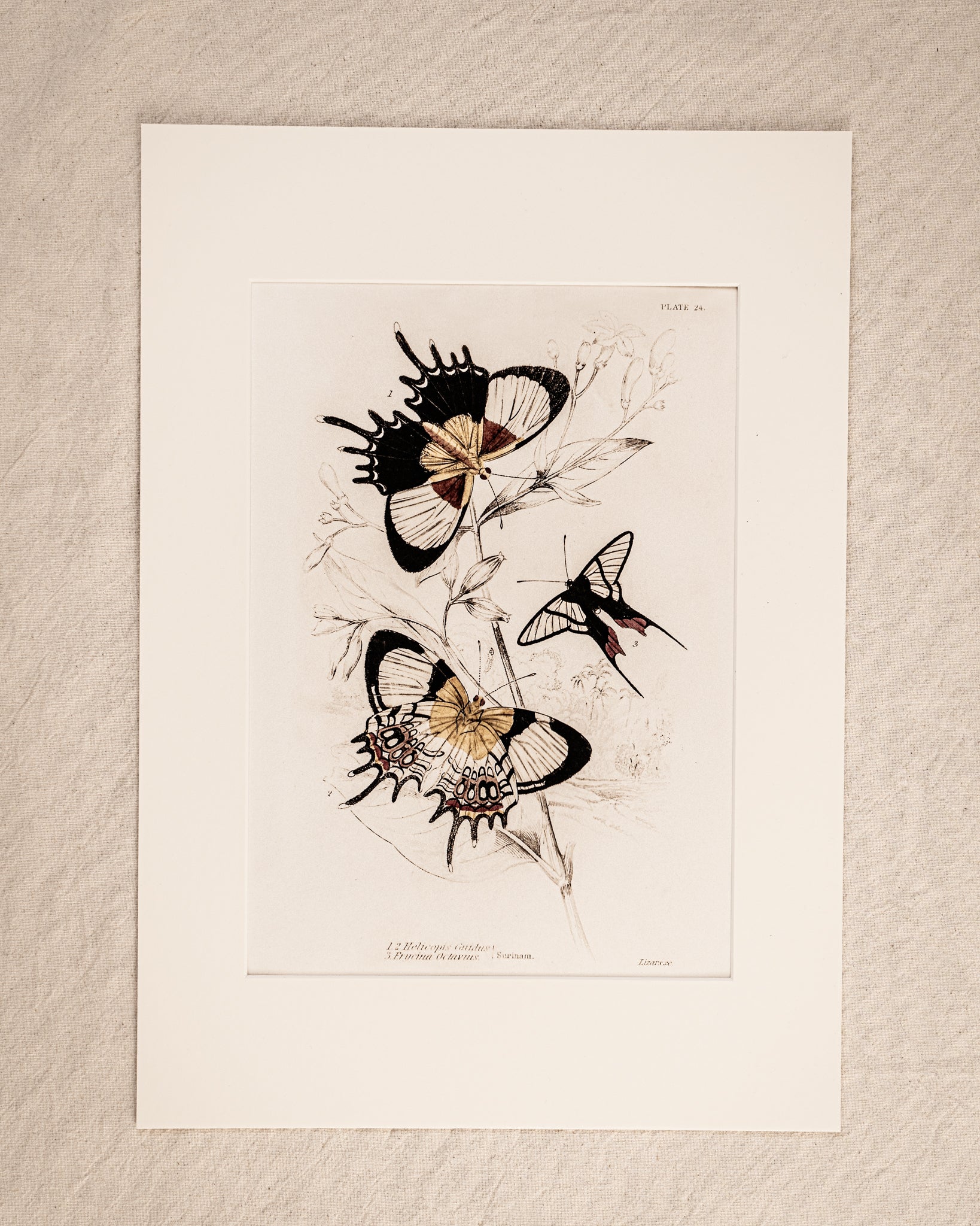 Vintage Butterfly Art Print 019