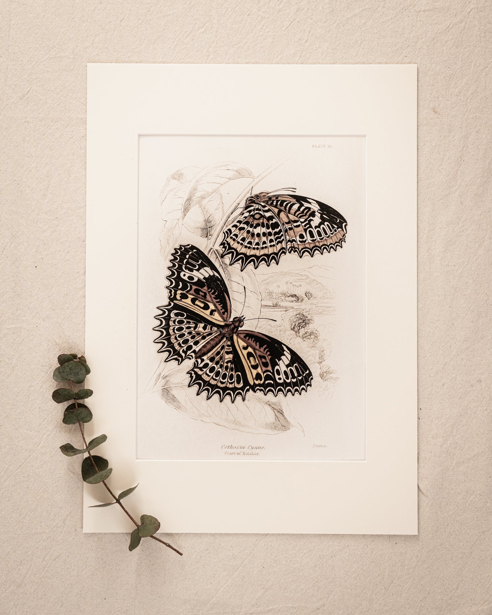 Vintage Butterfly Art Print 018