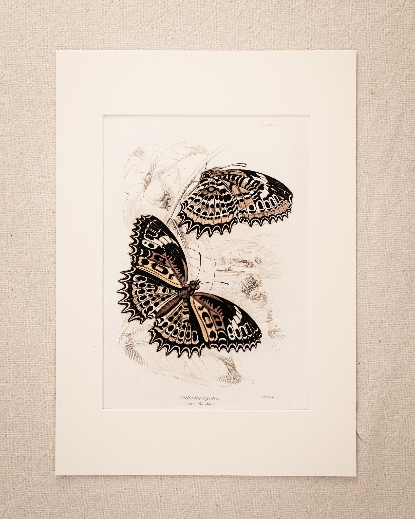 Vintage Butterfly Art Print 018