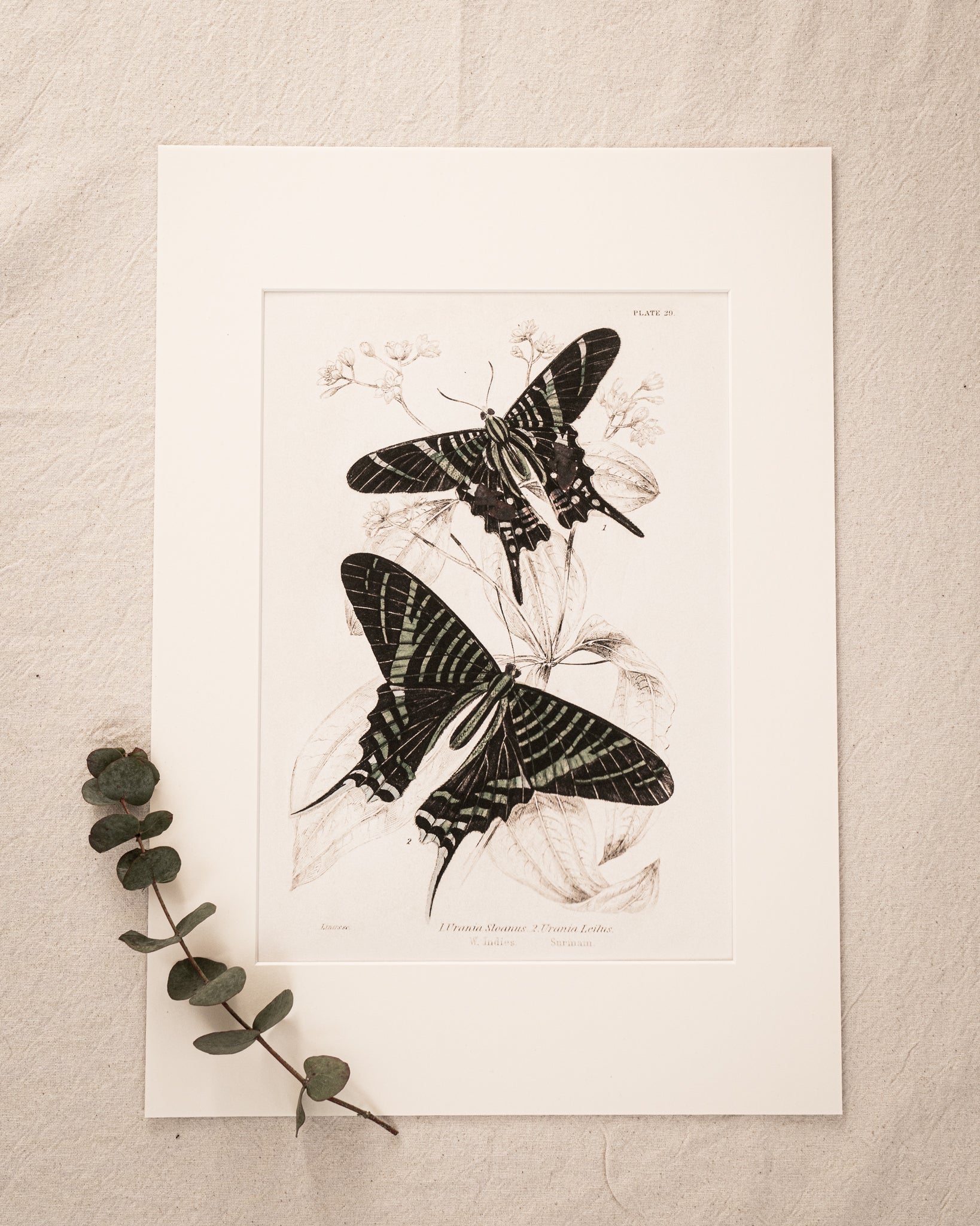 Vintage Butterfly Art Print 016