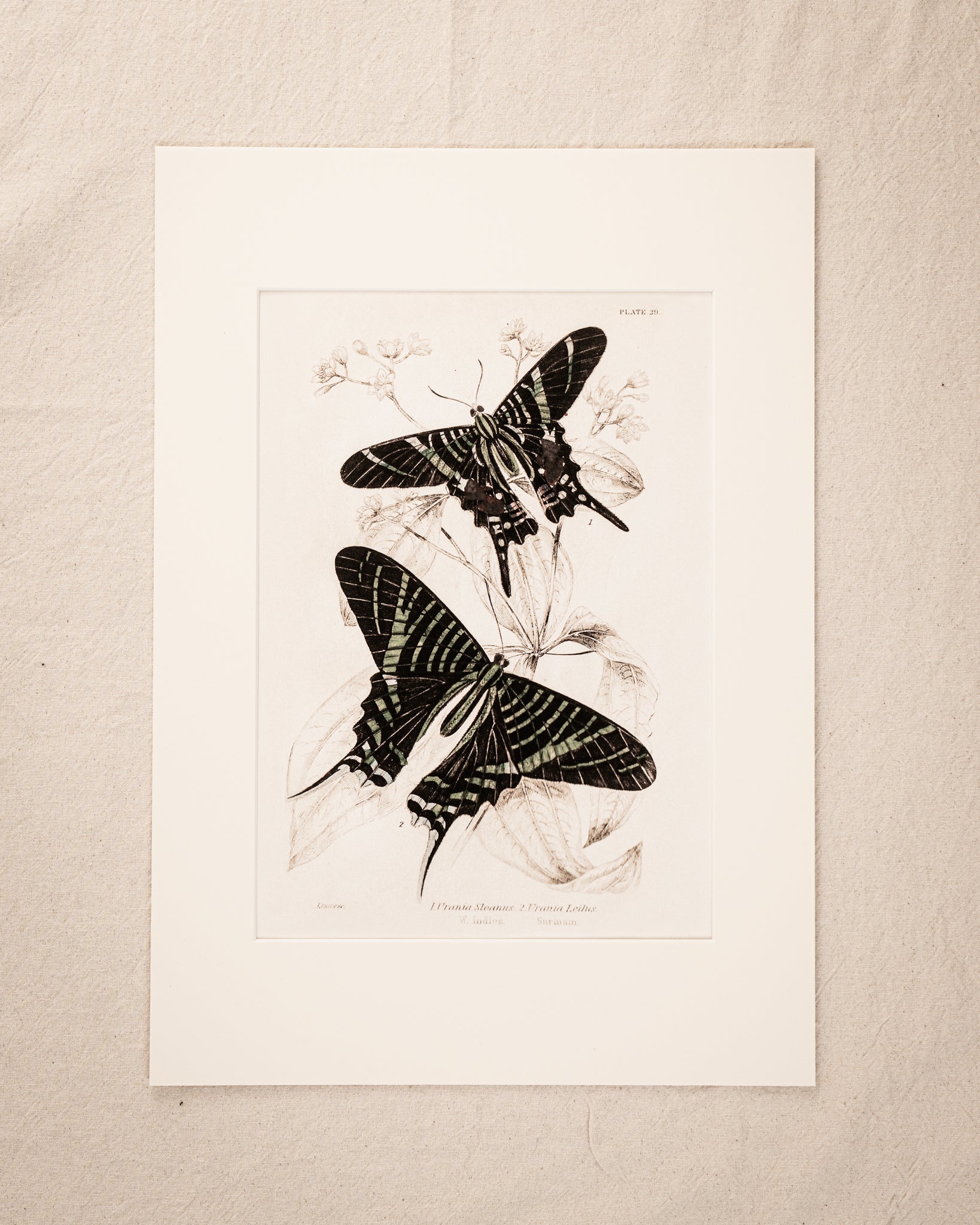 Vintage Butterfly Art Print 016