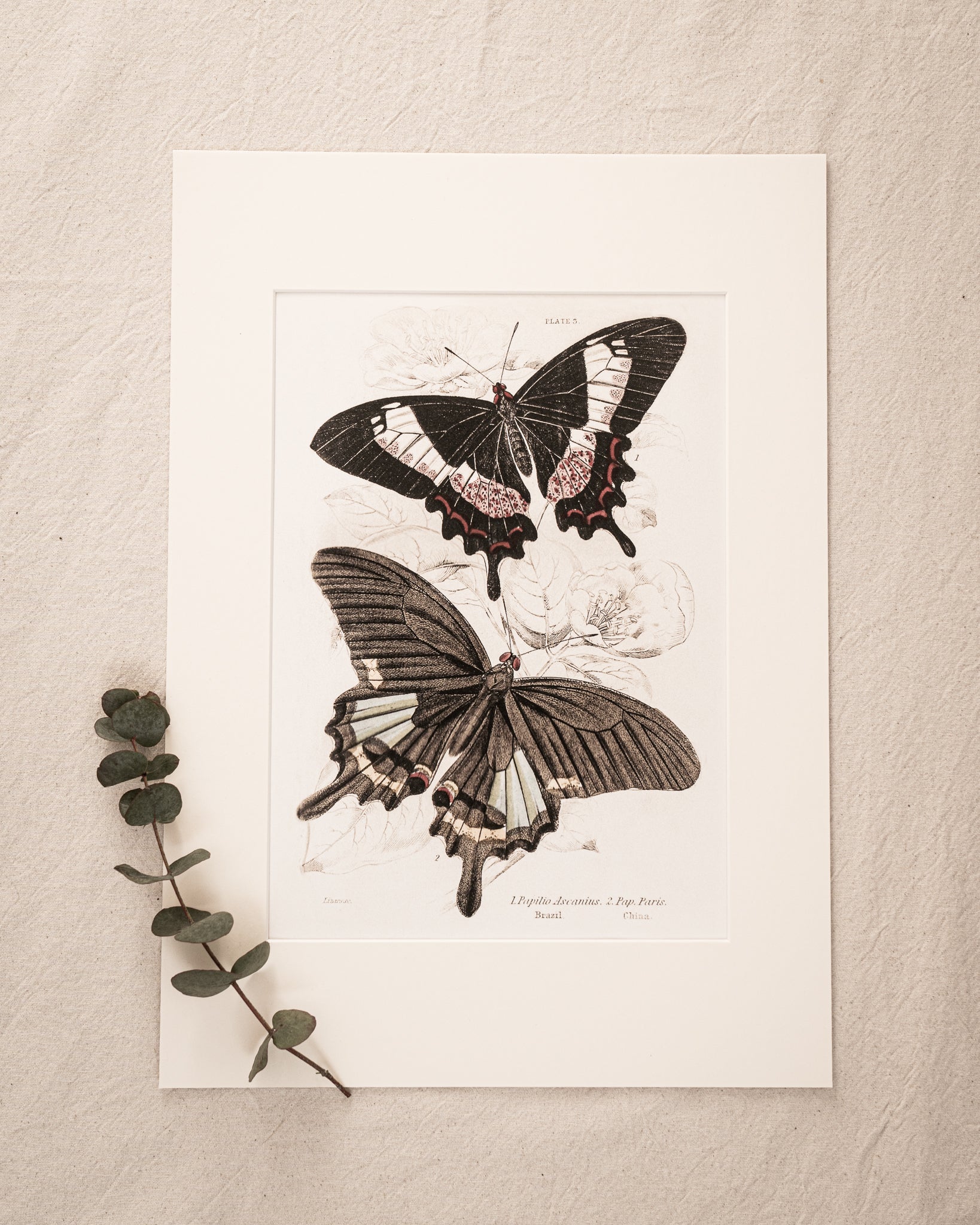 Vintage Butterfly Art Print 015