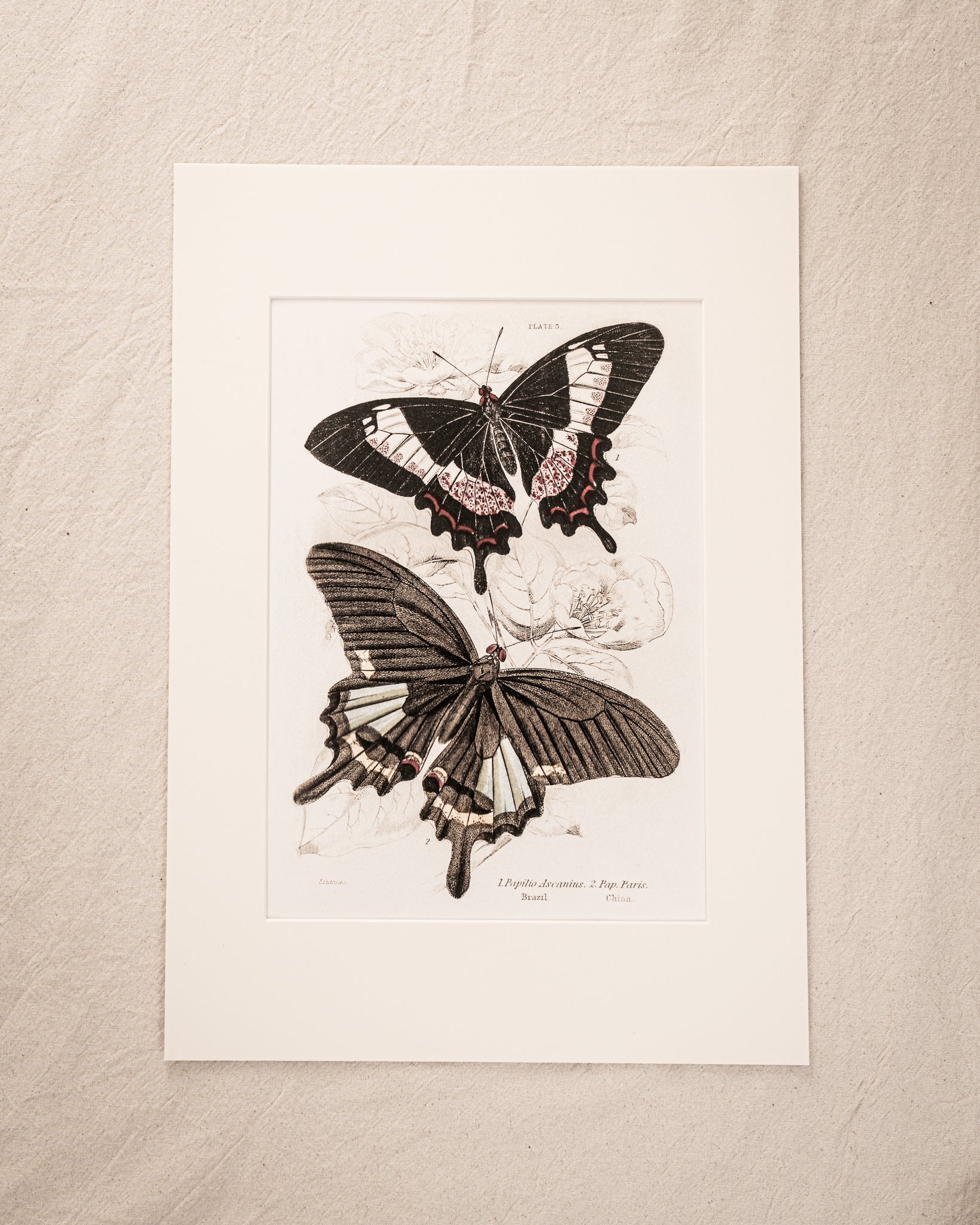 Vintage Butterfly Art Print 015