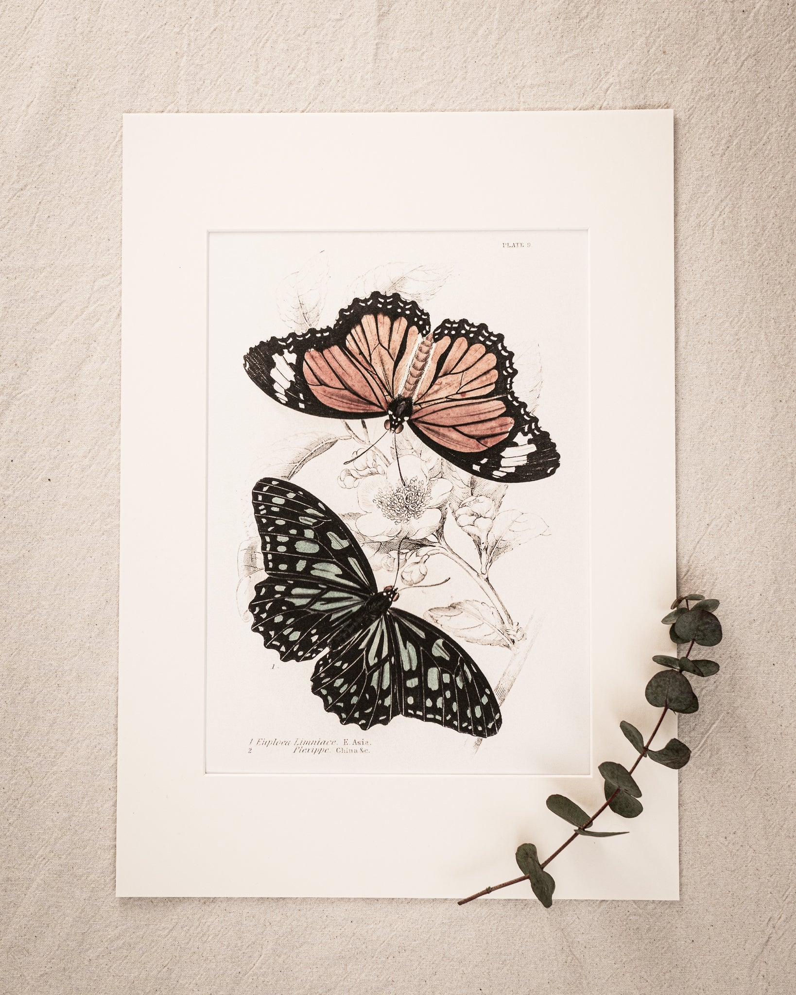Vintage Butterfly Art Print 013