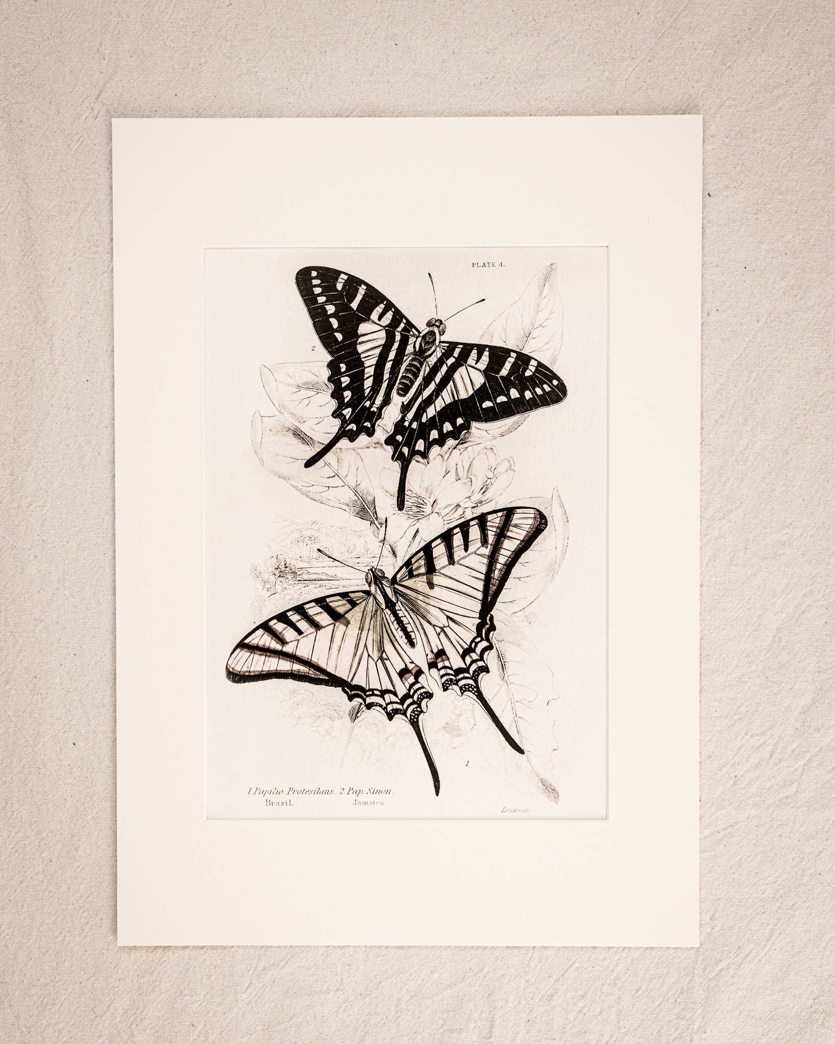 Vintage Butterfly Art Print 012