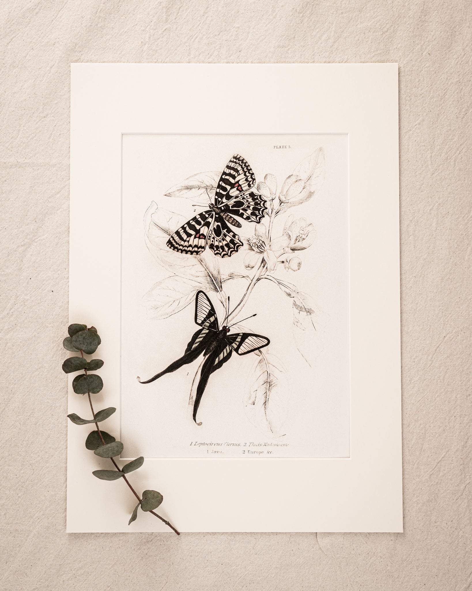 Vintage Butterfly Art Print 011