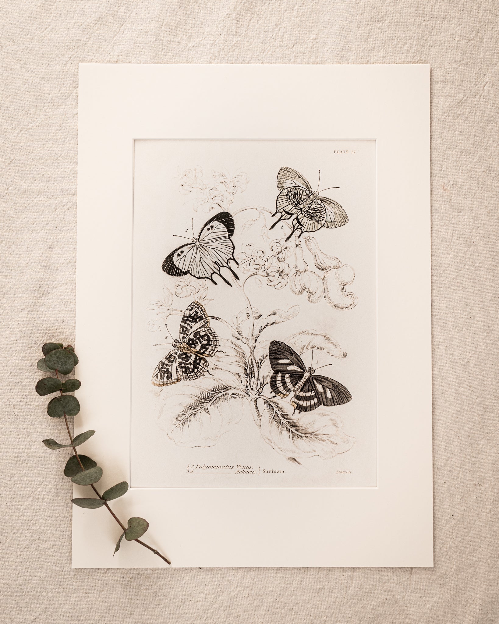 Vintage Butterfly Art Print 010