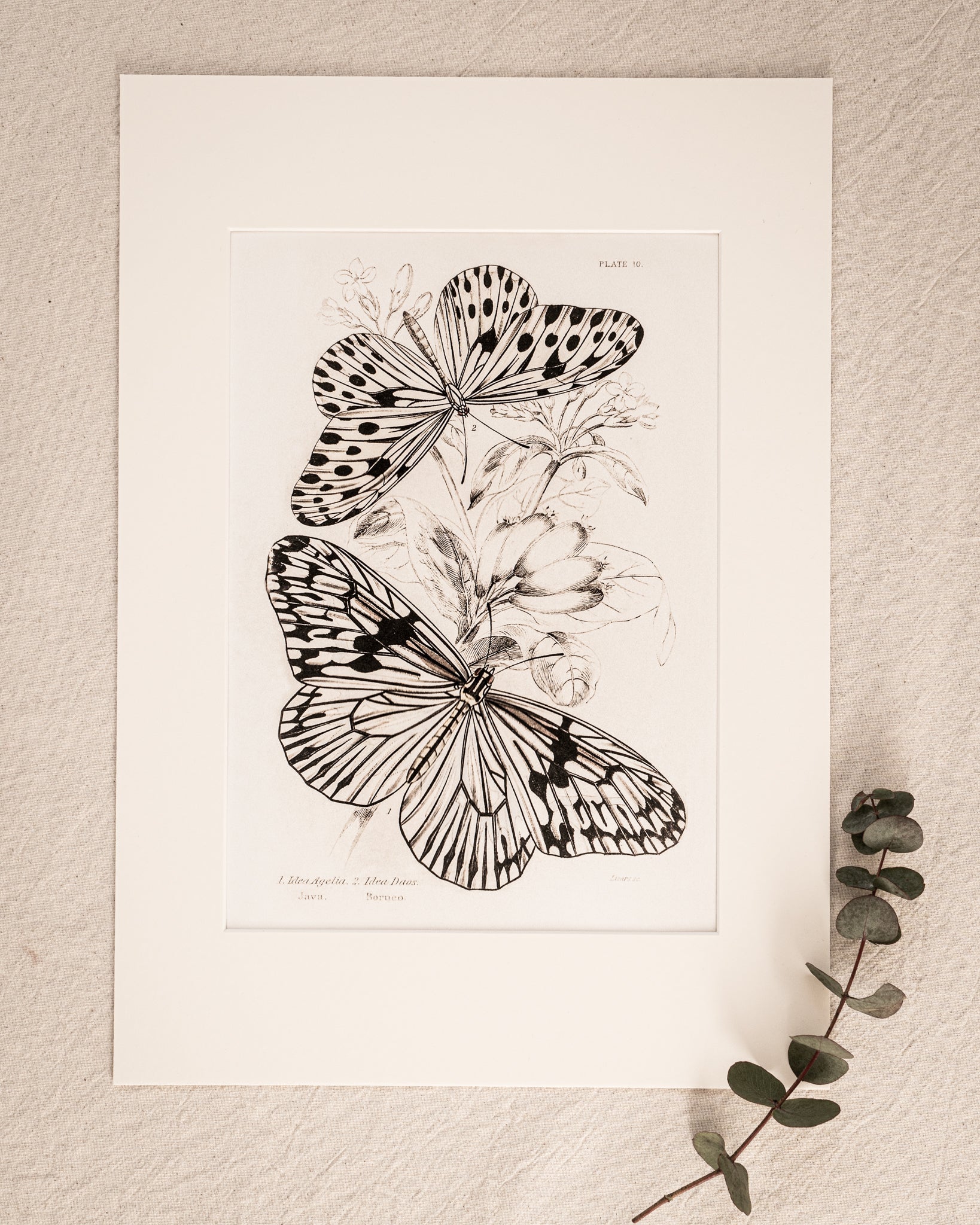 Vintage Butterfly Art Print 09