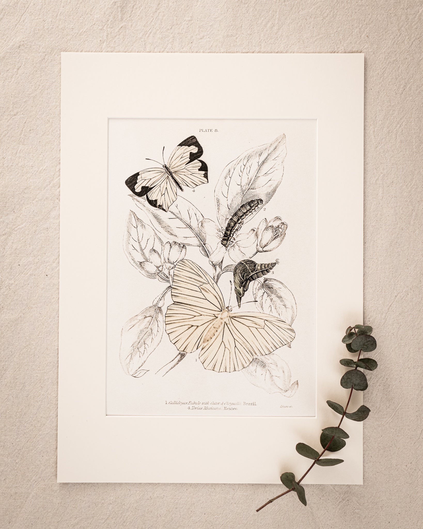 Vintage Butterfly Art Print 07