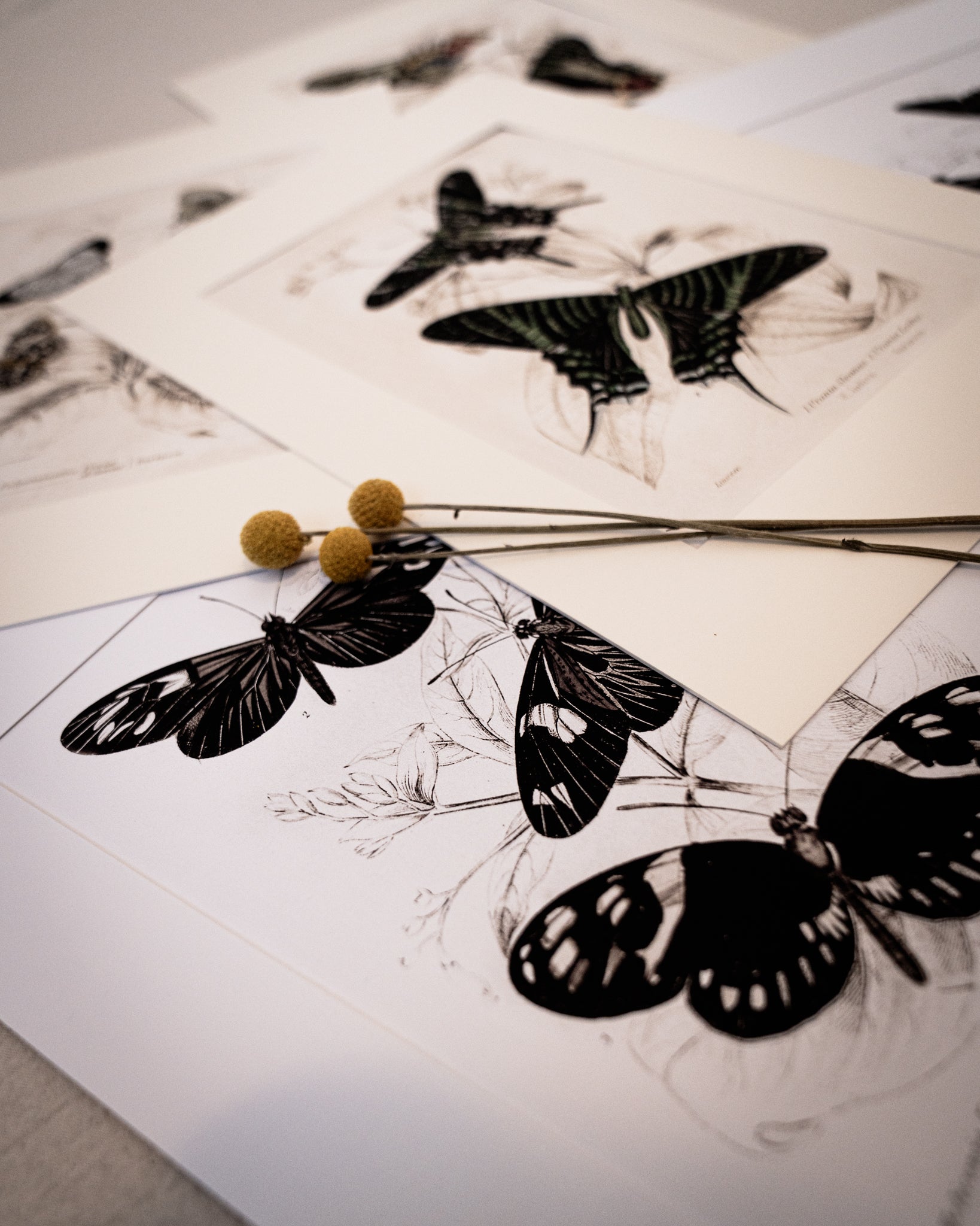Monochrome: Vintage Butterfly Art Print 025