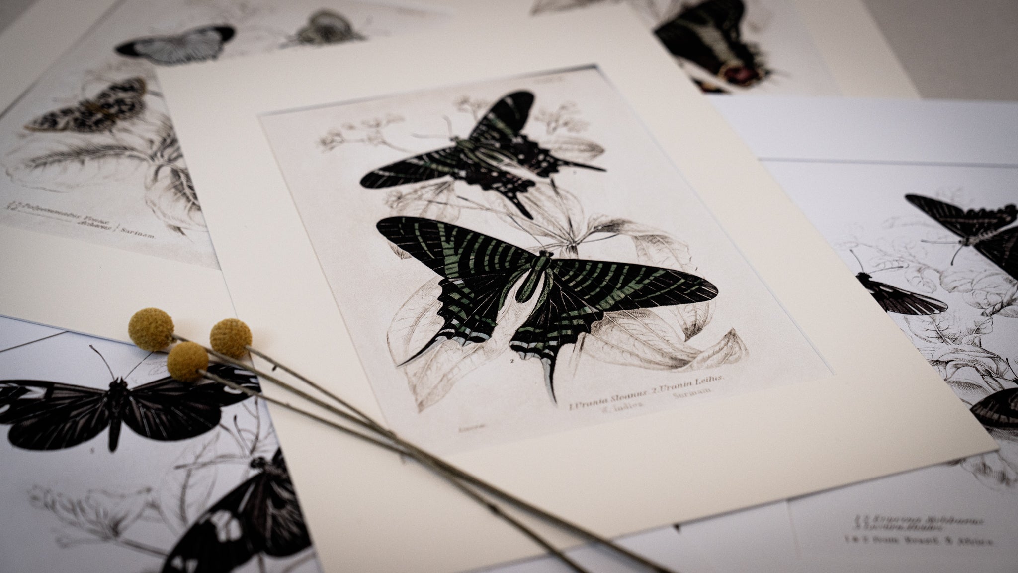 Vintage Butterfly Art Print 016