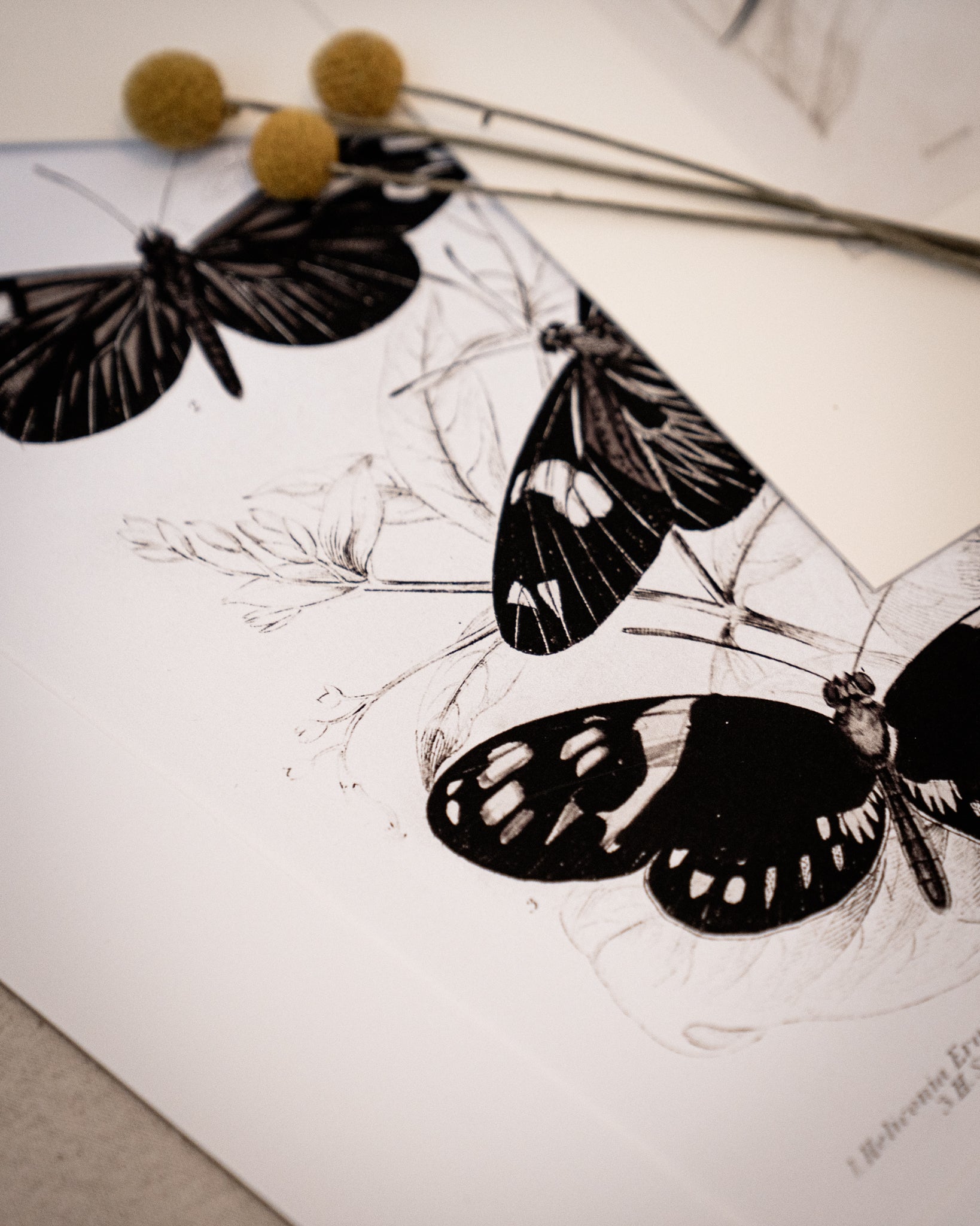 Monochrome: Vintage Butterfly Art Print 025