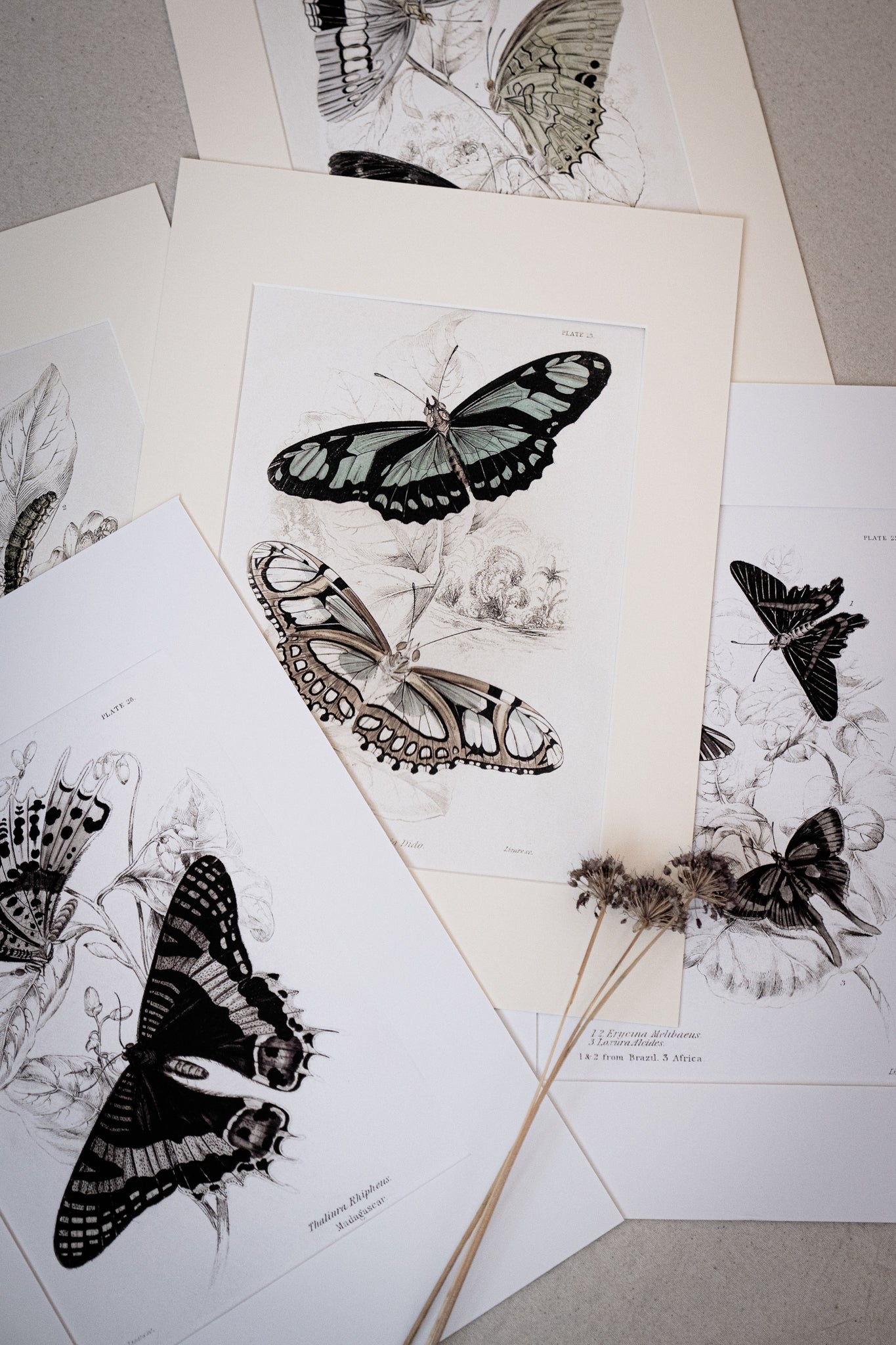 Vintage Butterfly Art Print 06