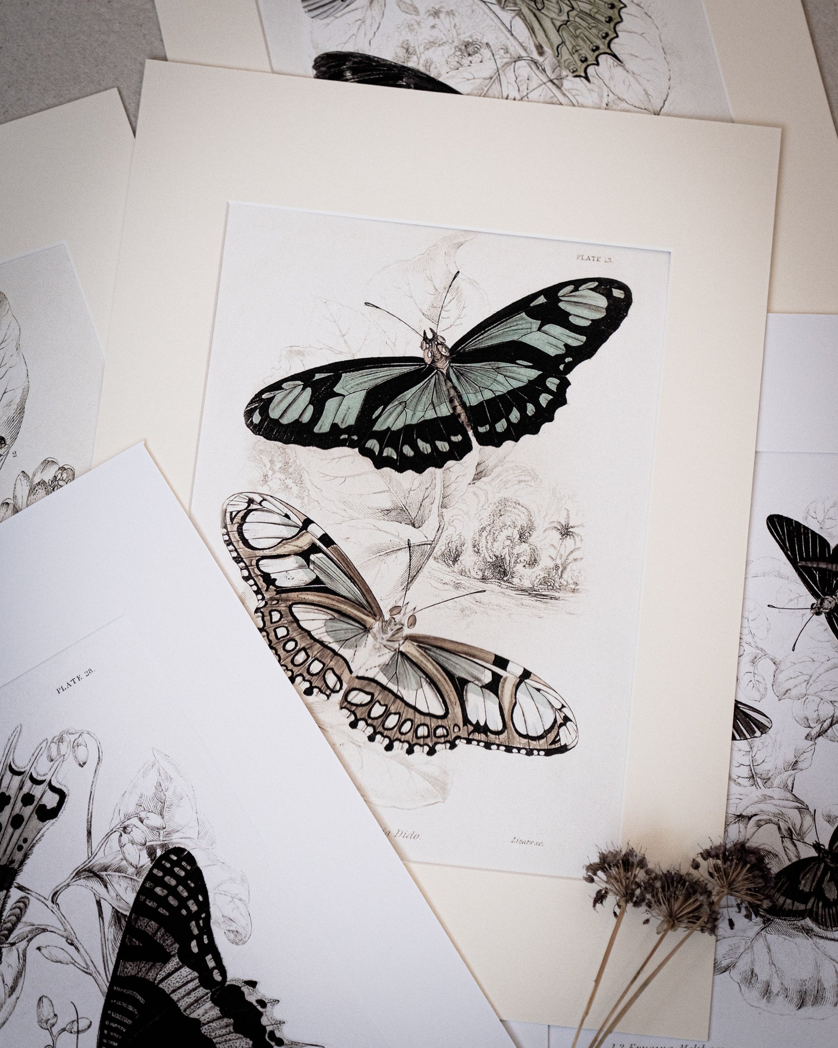 Framed Set of Four Vintage Butterfly Art Prints 02 (Vintage White Frame Collection)