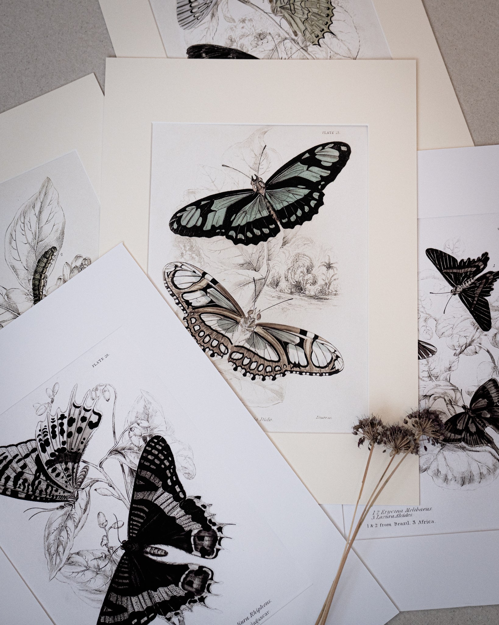 Framed Set of Two Vintage Butterfly Art Prints 01 (Vintage White Frame Collection)