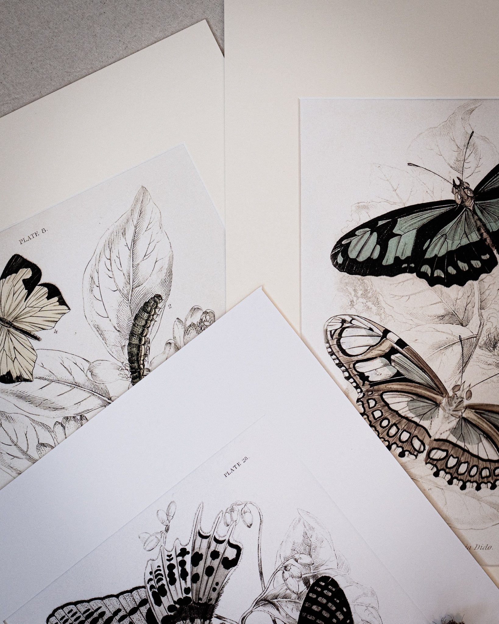 Framed Set of Four Vintage Butterfly Art Prints 02 (Vintage White Frame Collection)