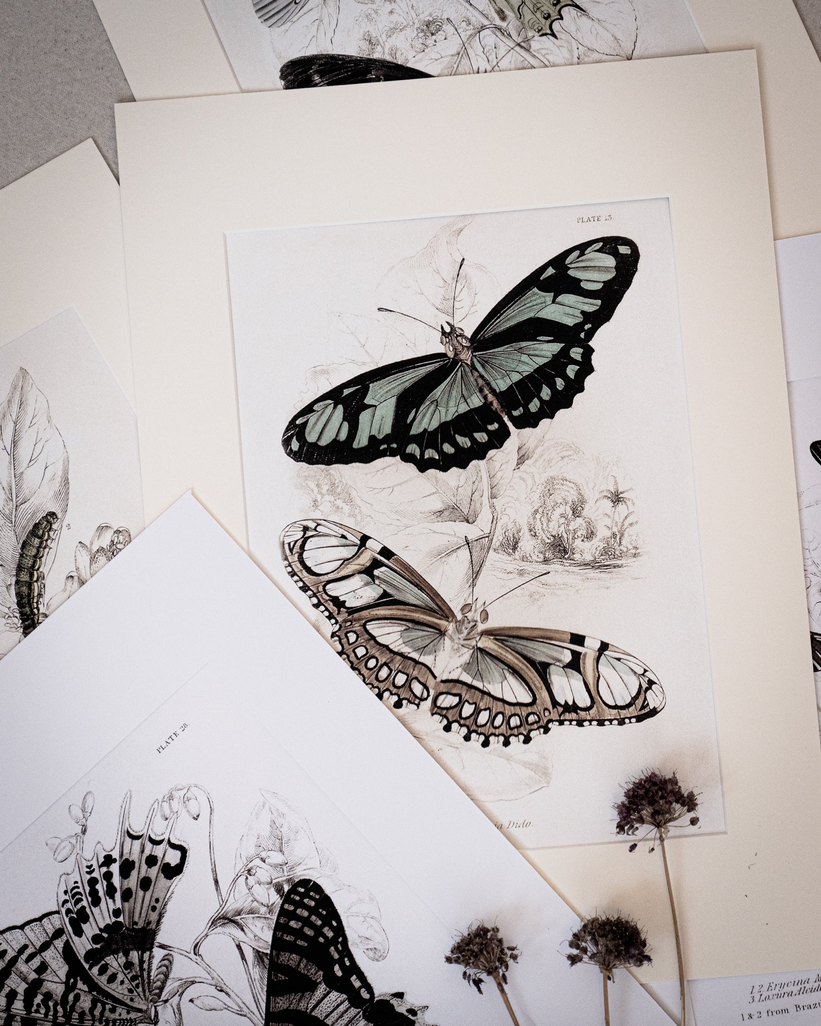 Vintage Butterfly Art Print 05