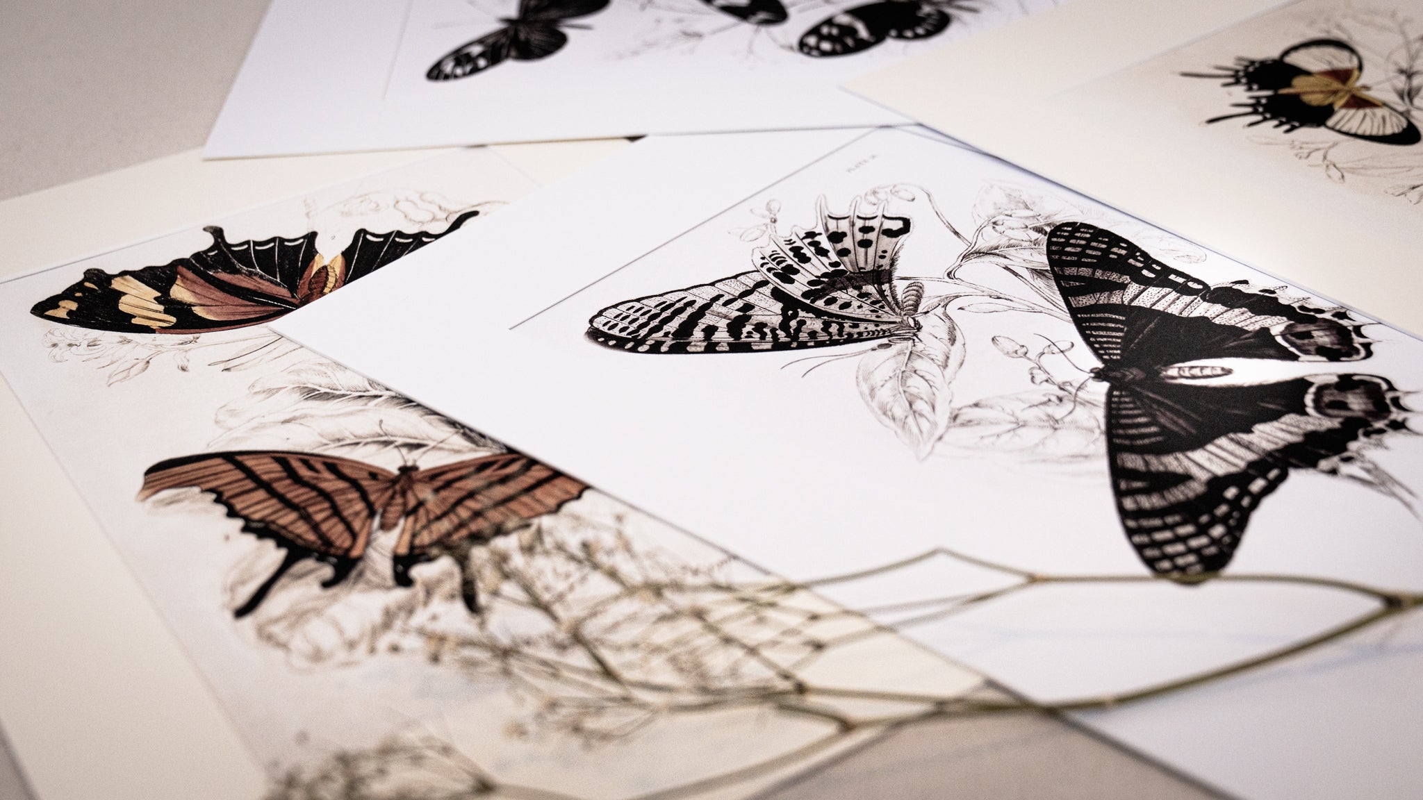 Vintage Butterfly Art Print 020