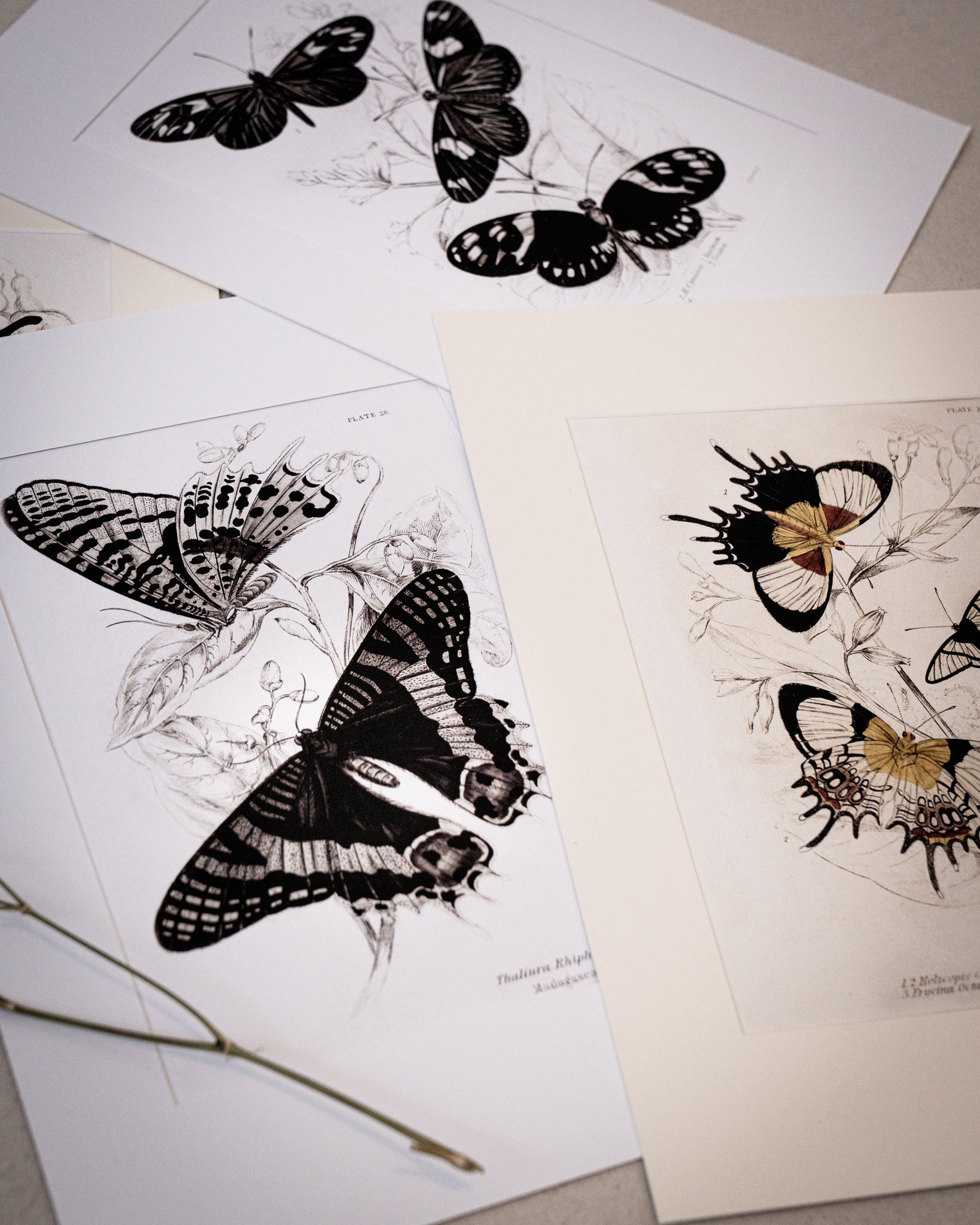 Vintage Butterfly Art Print 019